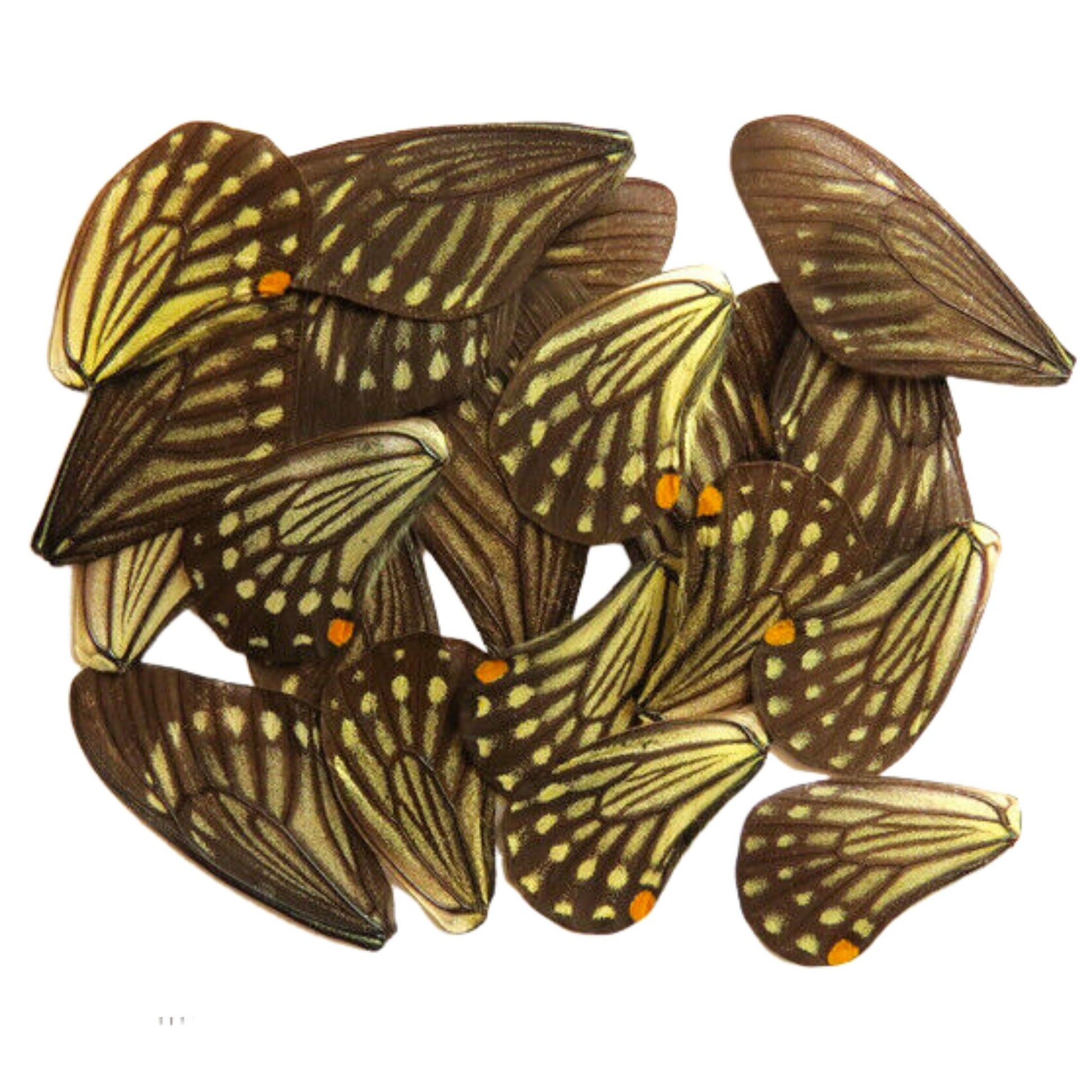 butterfly wings