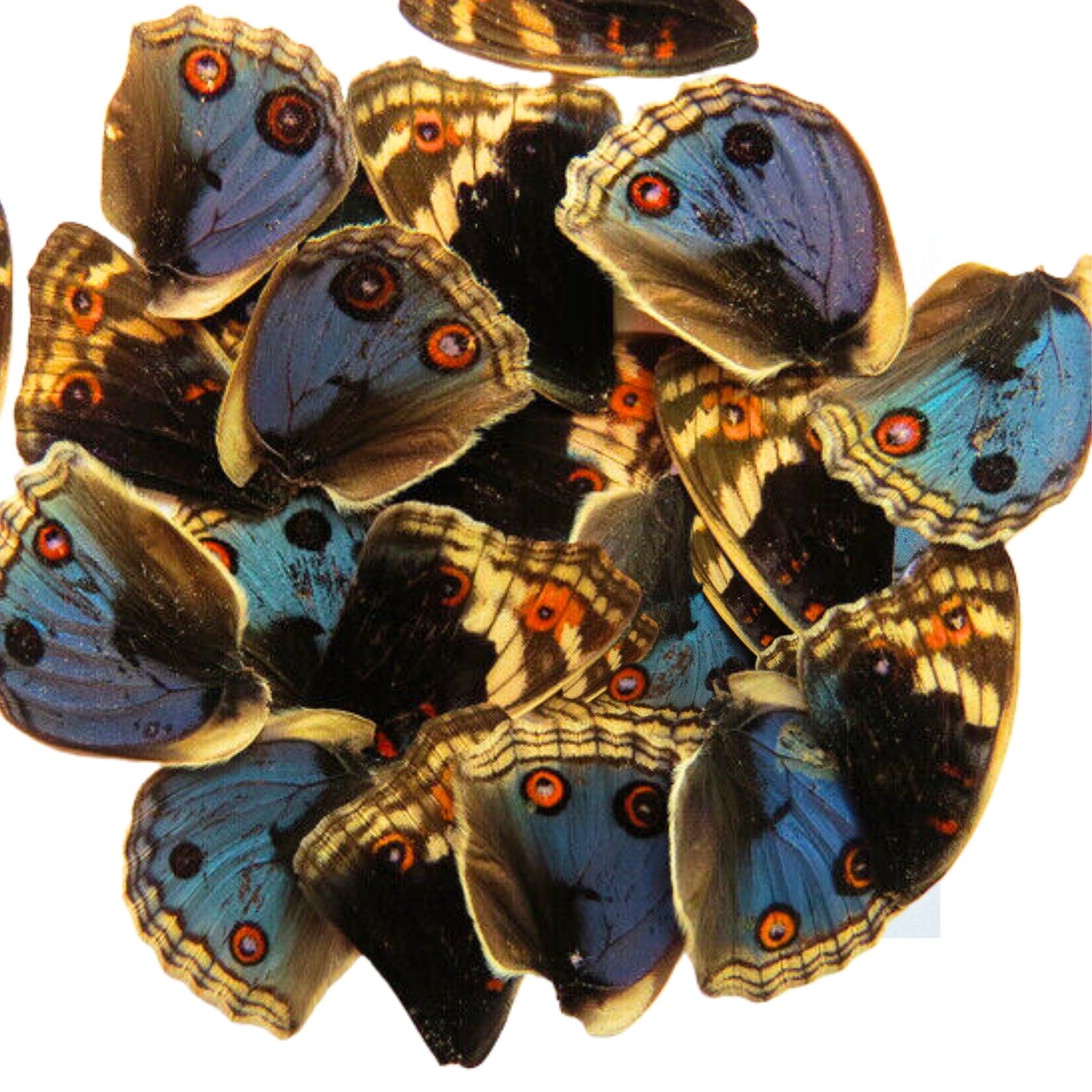 butterfly wings