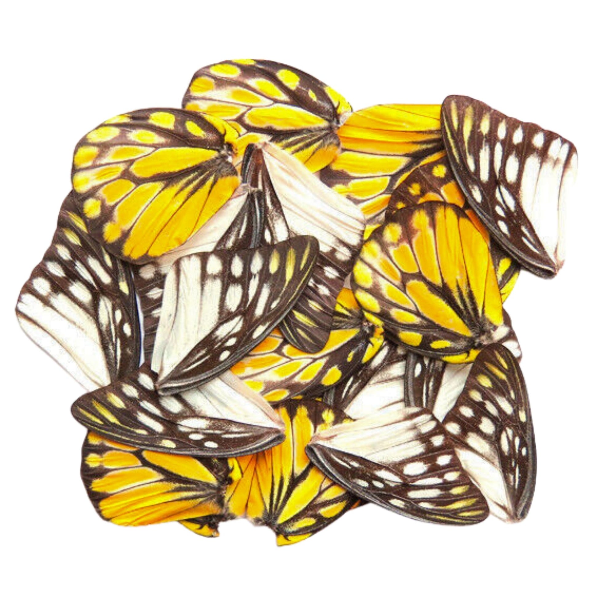 butterfly wings