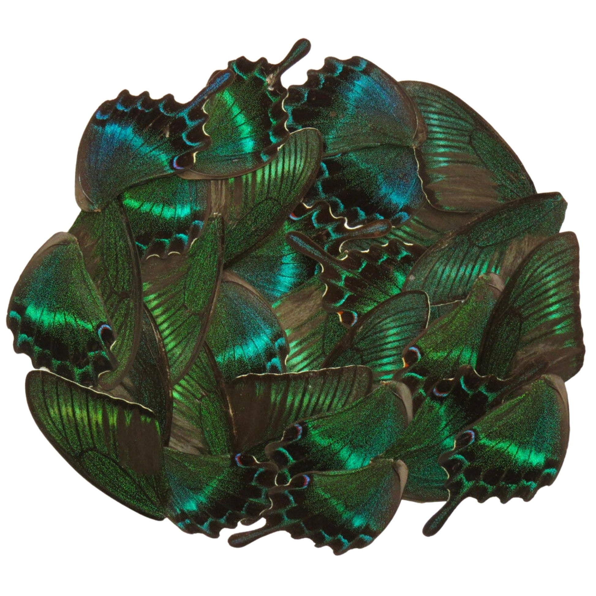 butterfly wings