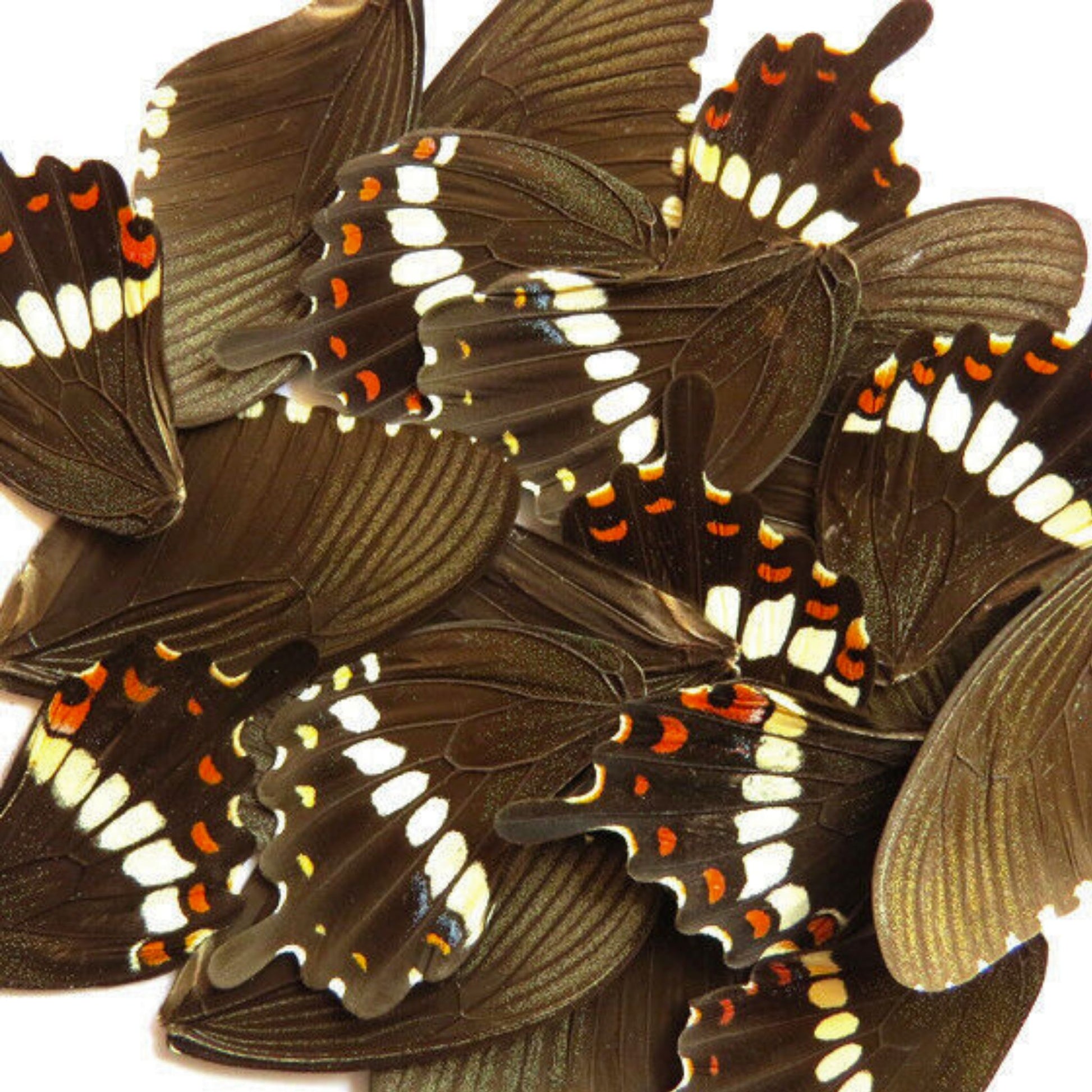 butterfly wings