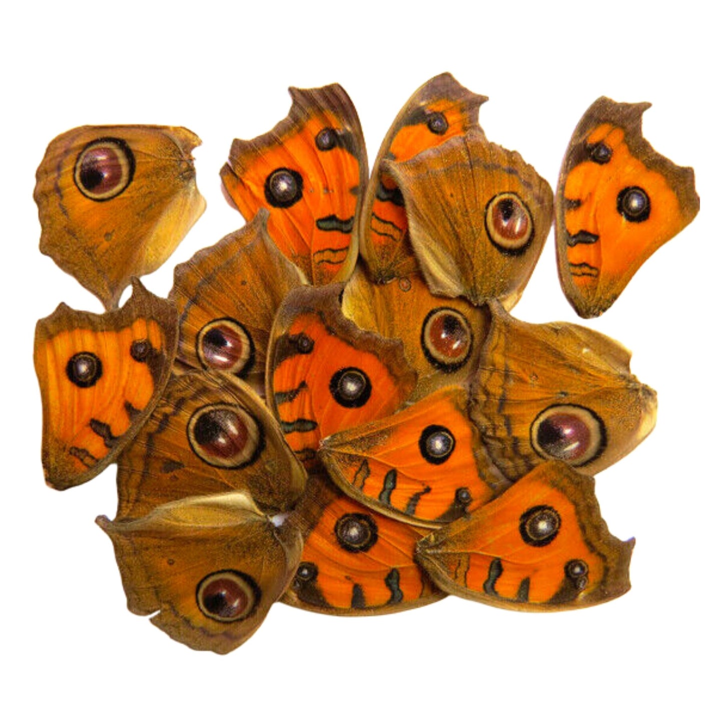 butterfly wings