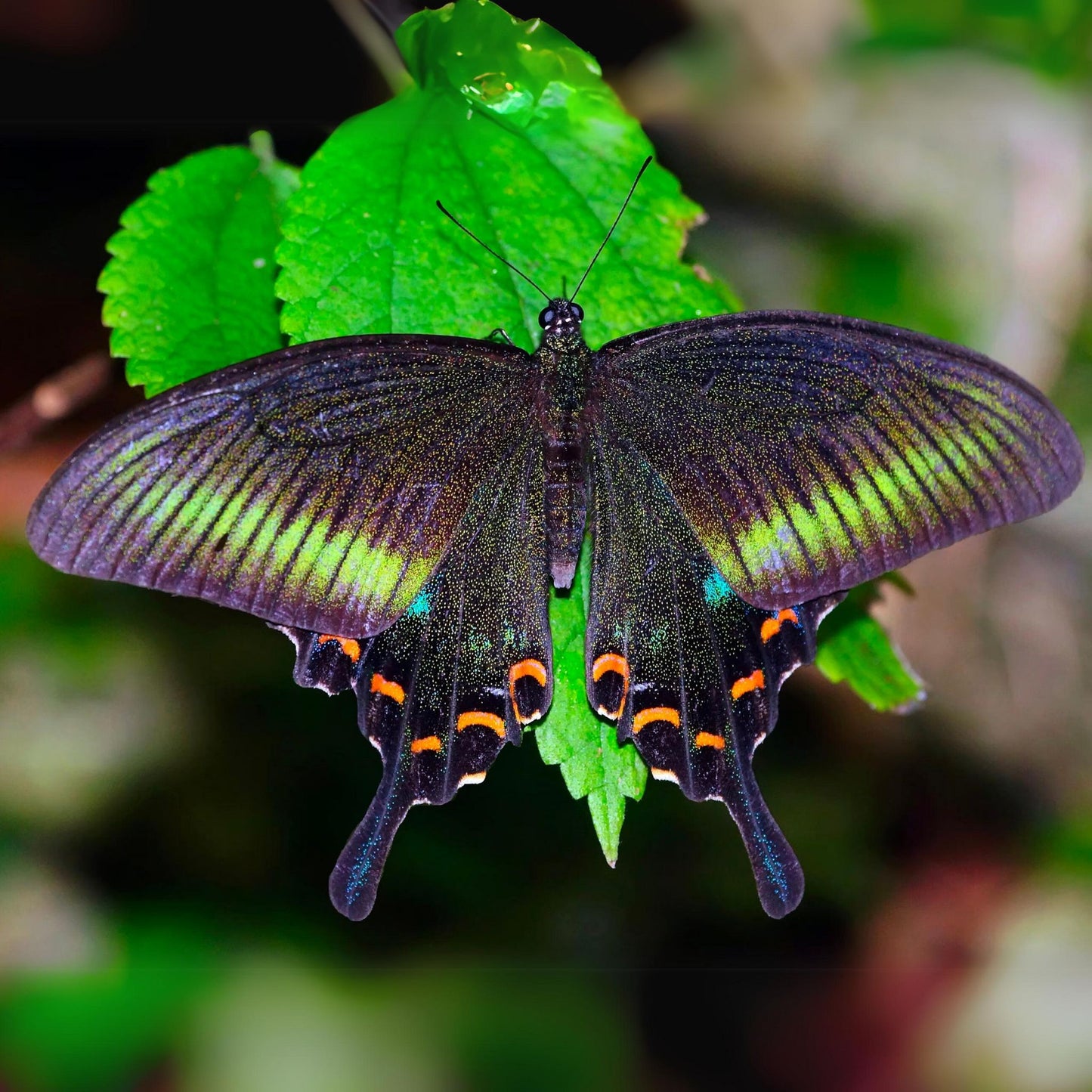 common peacock butterfly