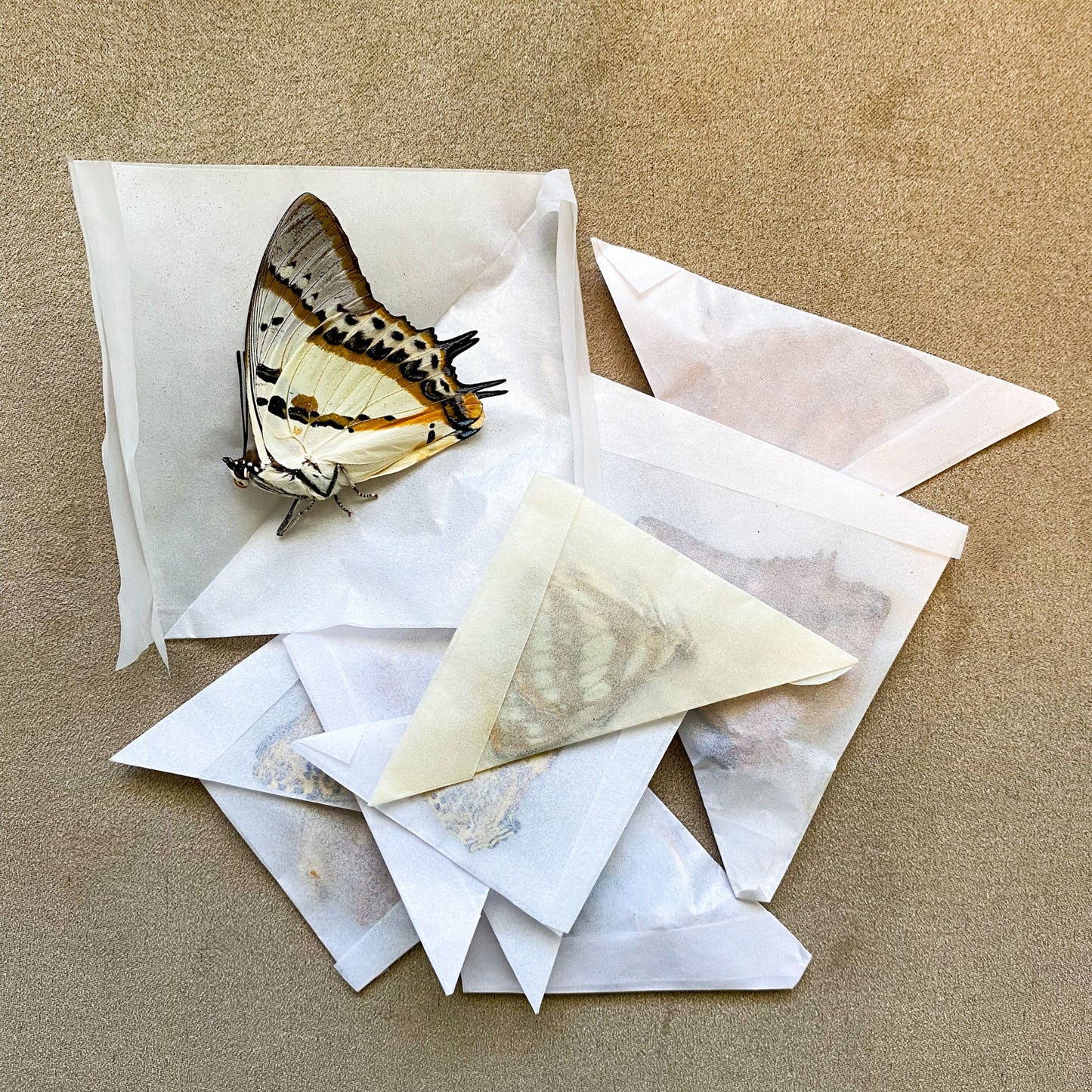 dry butterflies