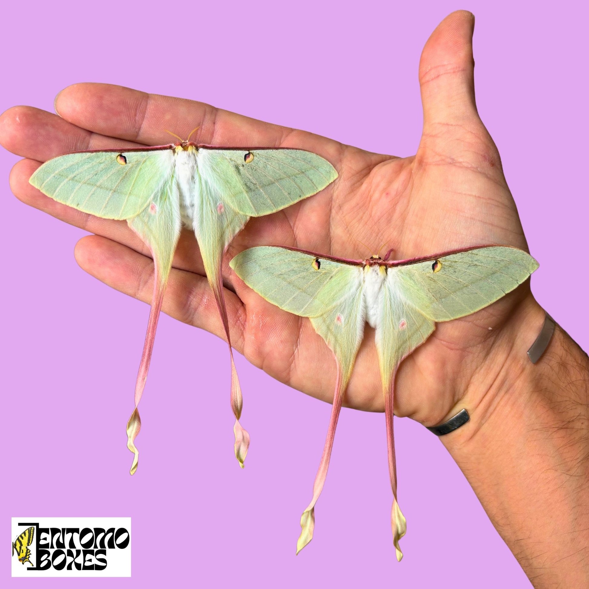 actias dubernardi female for sale