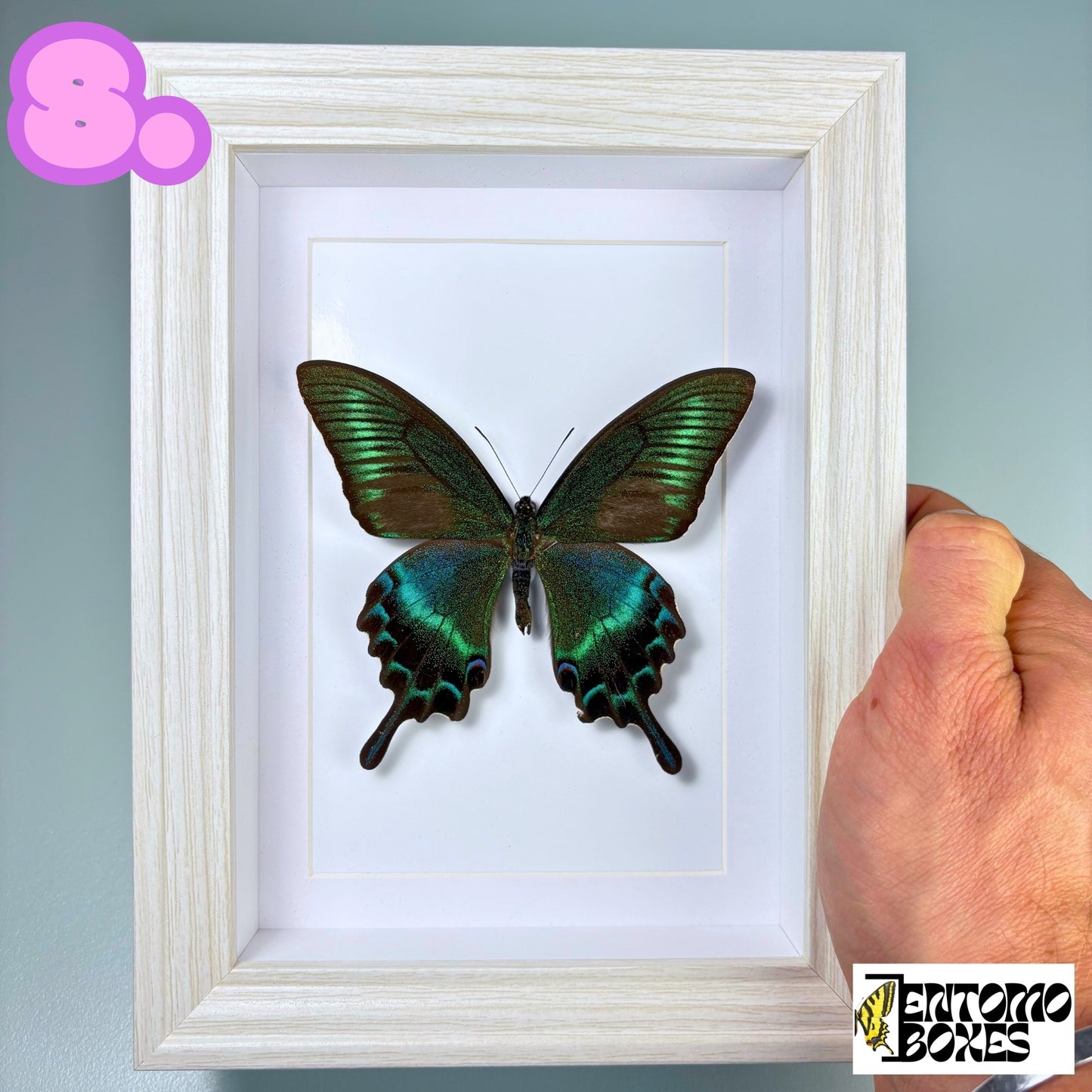 Papillon tropical encadré