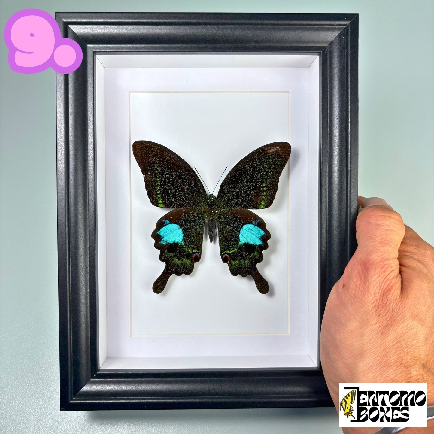 Papillon tropical encadré