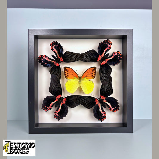 Real Butterfly ART