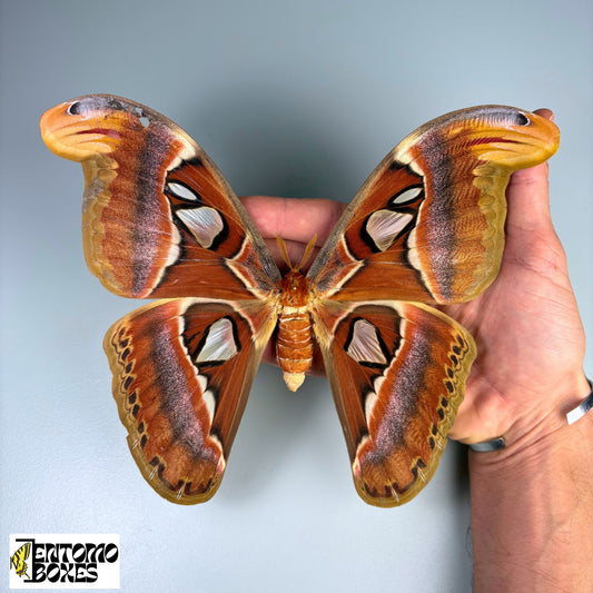 attacus atlas female