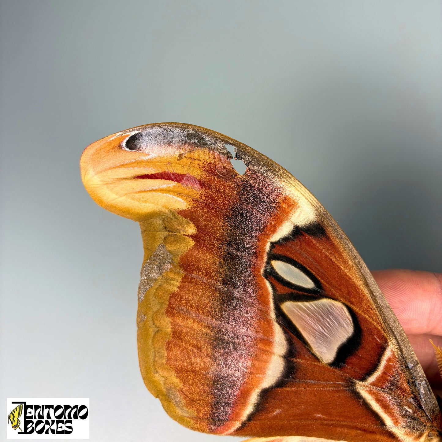 Papillons de nuit Attacus atlas naturalisés