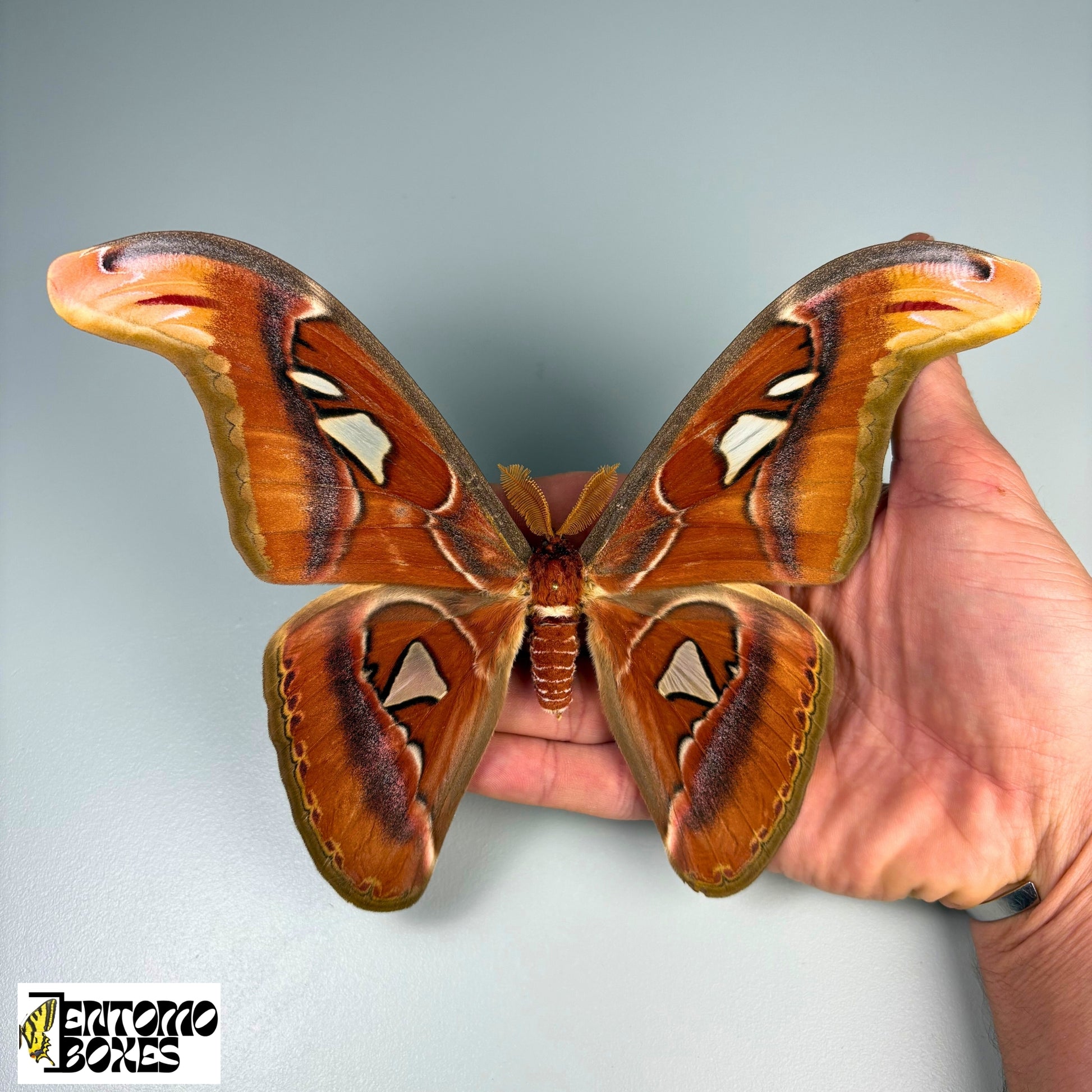 attacus atlas male