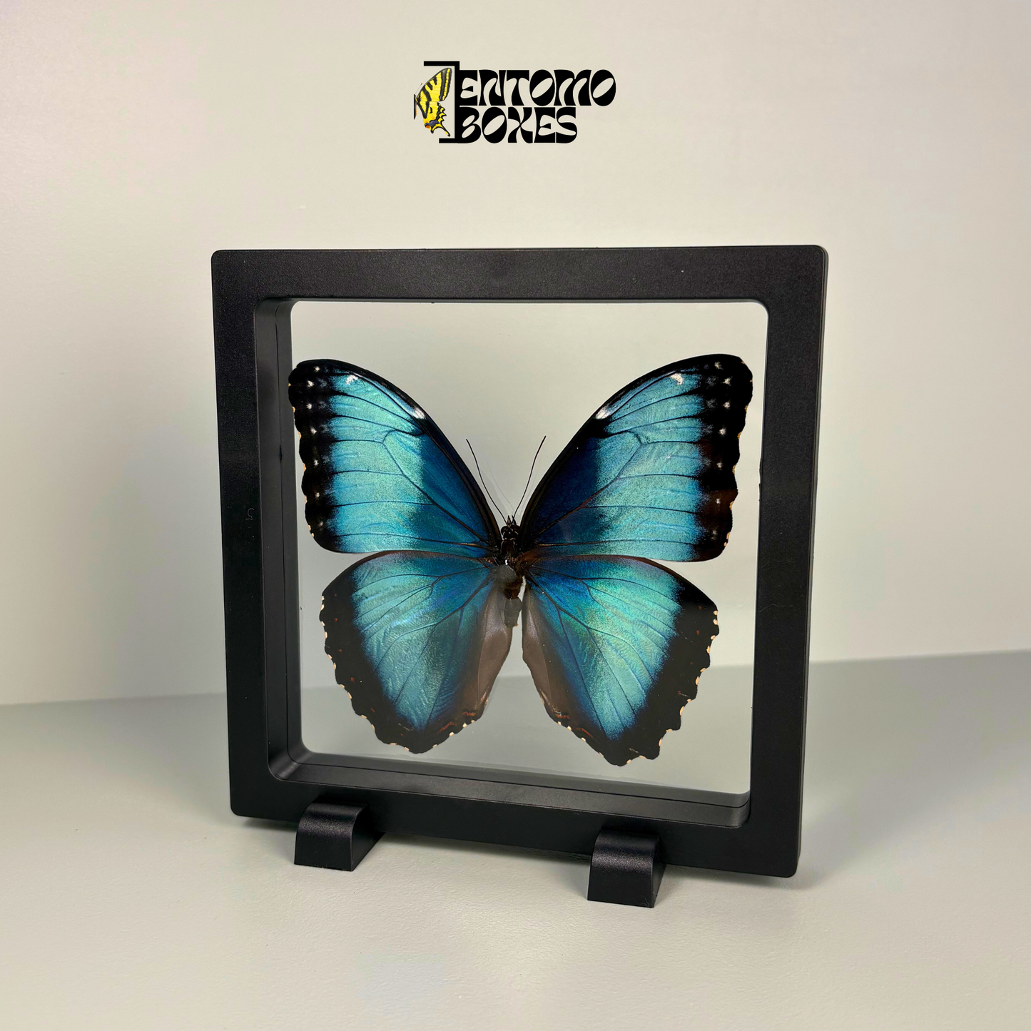 Papillon Morpho dans un cadre transparent