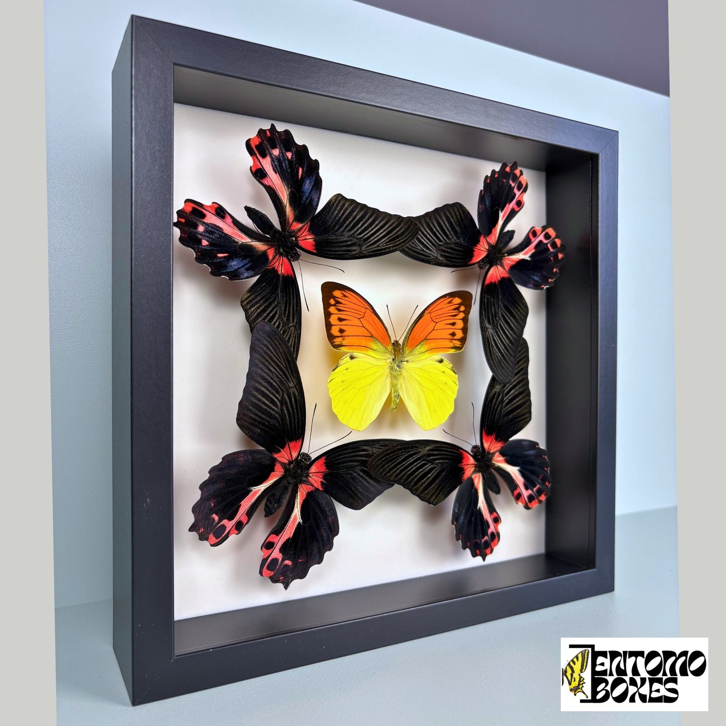 Real Butterfly ART