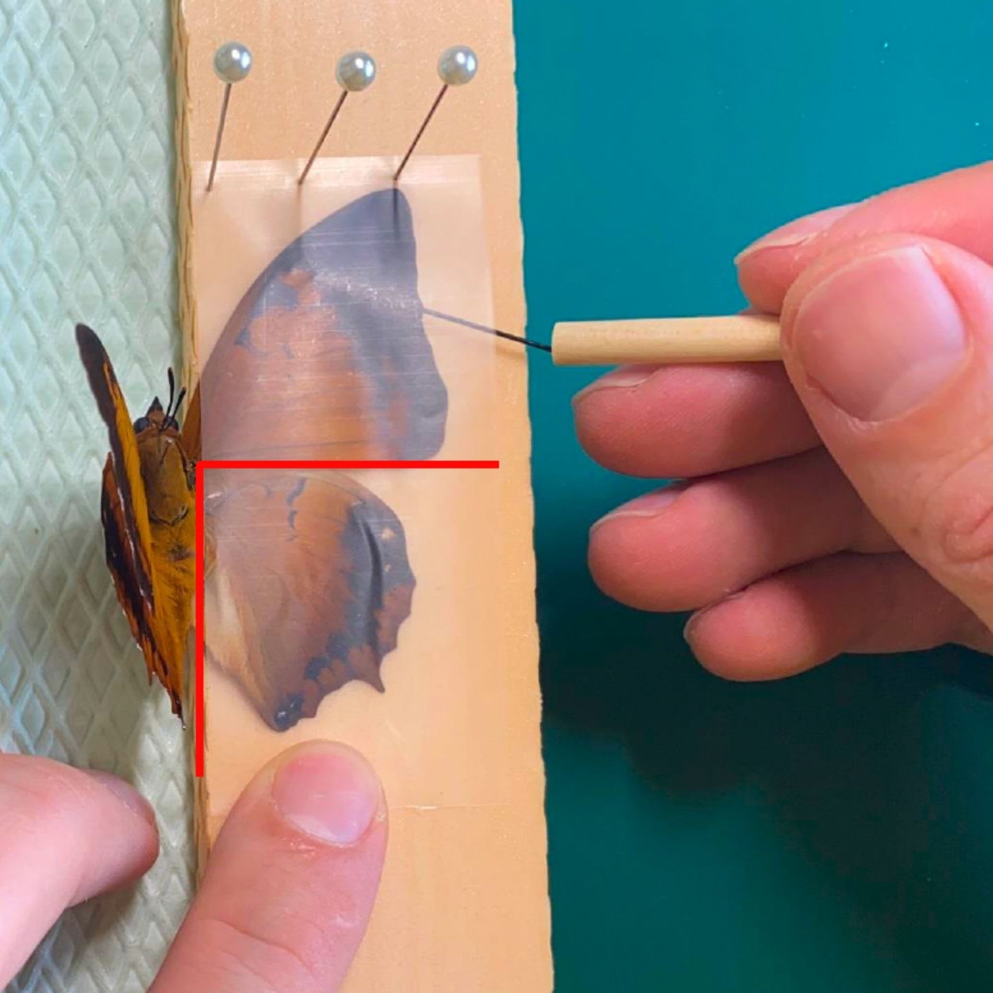 insect pinning needle tool