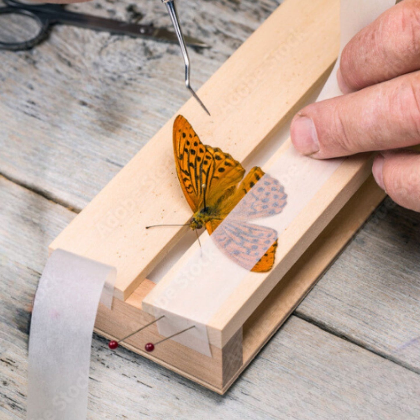 entomology insect tape