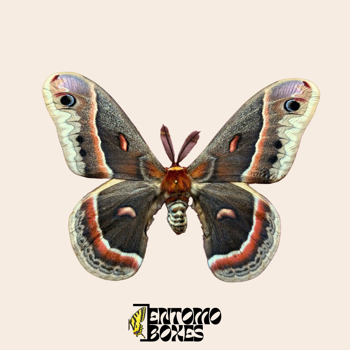 Spécimen étalé de Hyalophora cecropia ailes ouvertes sur fond beige