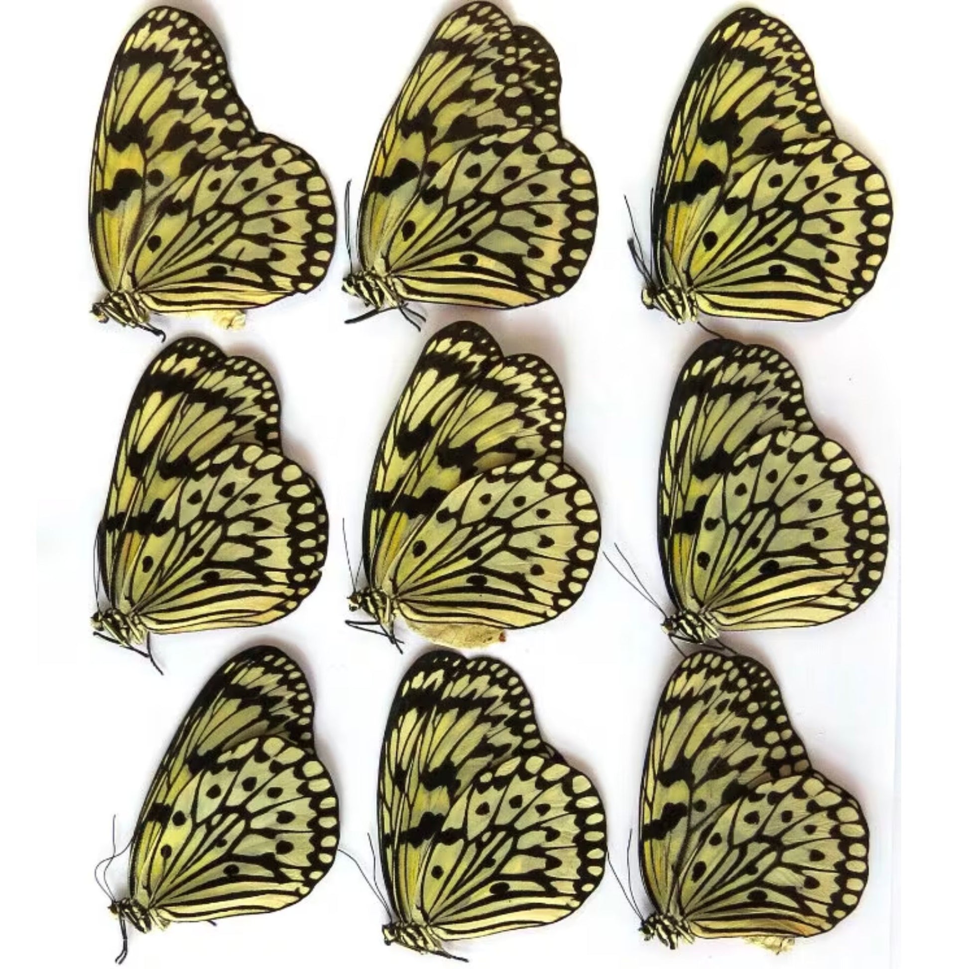 dry idea leuconoe