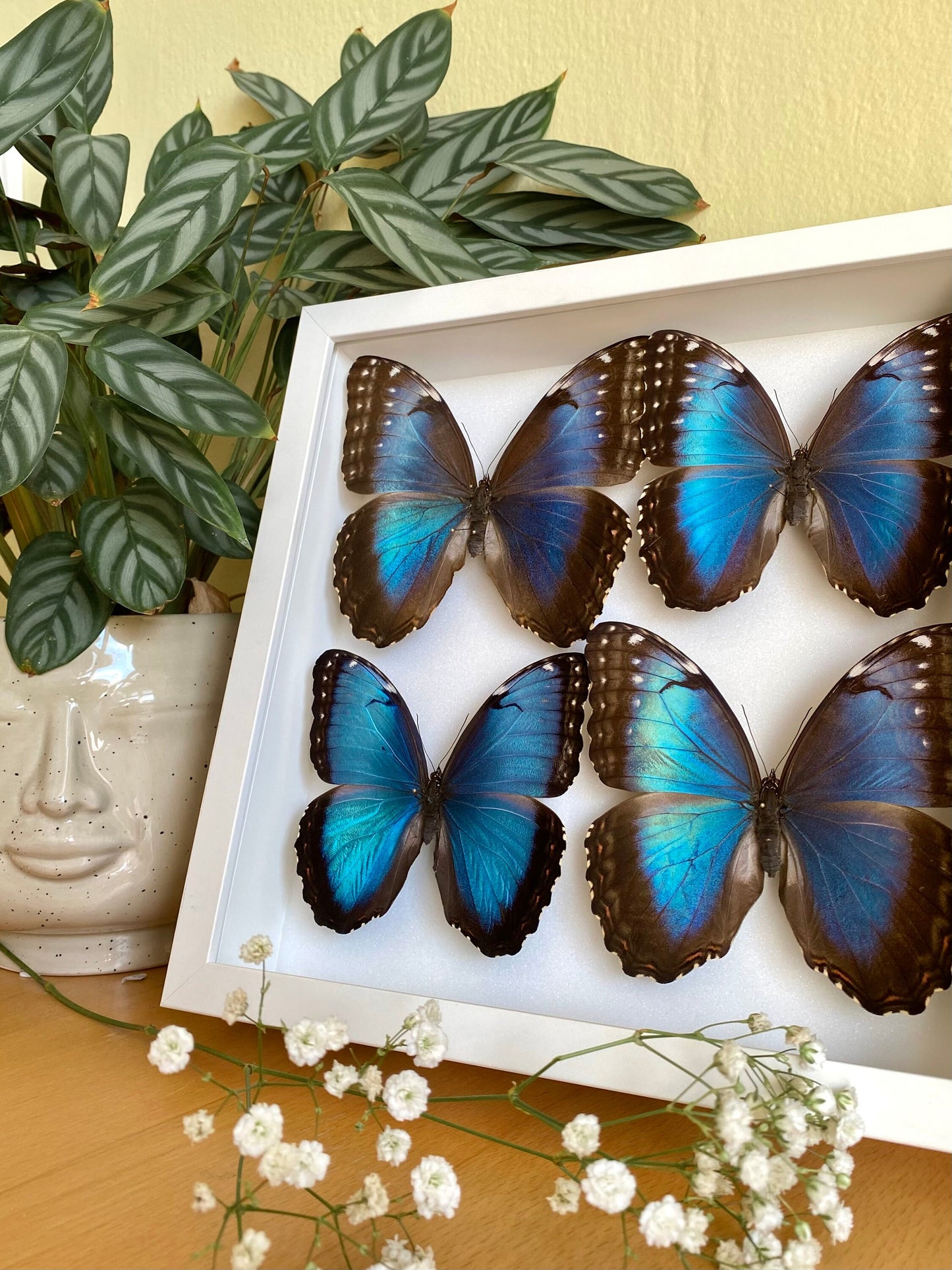 Morpho bleu dans un cadre