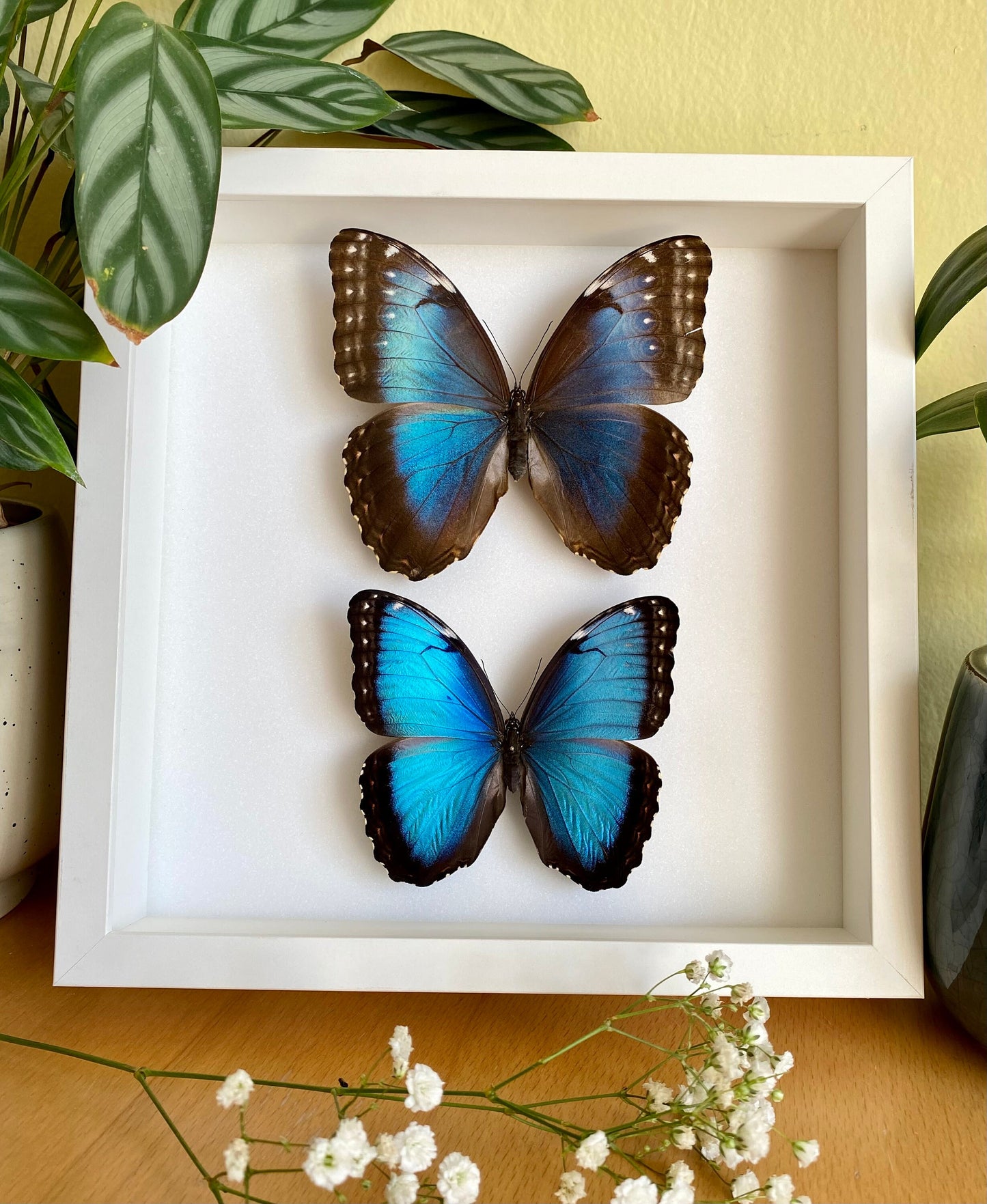 Morpho bleu dans un cadre