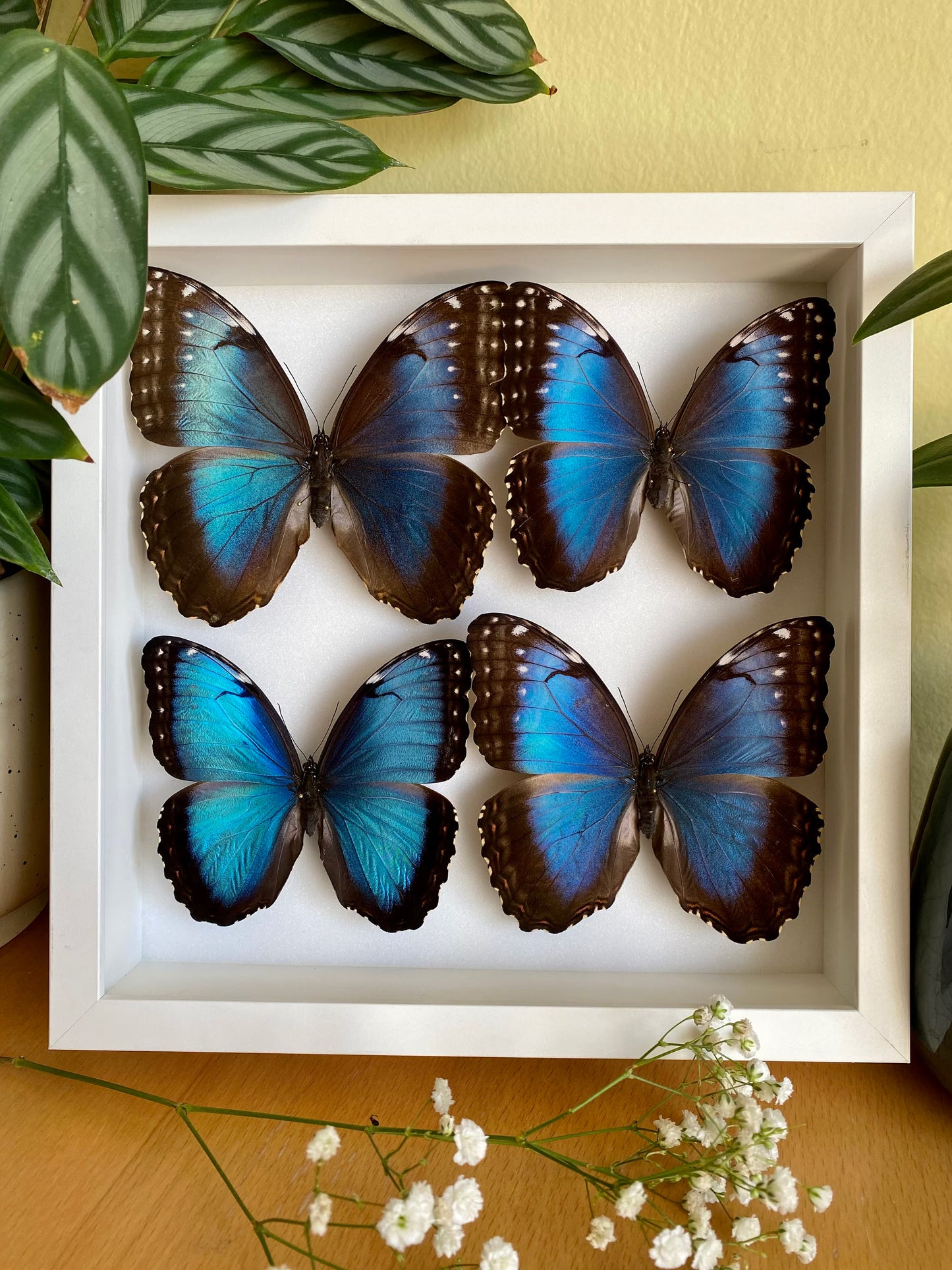 Morpho bleu dans un cadre