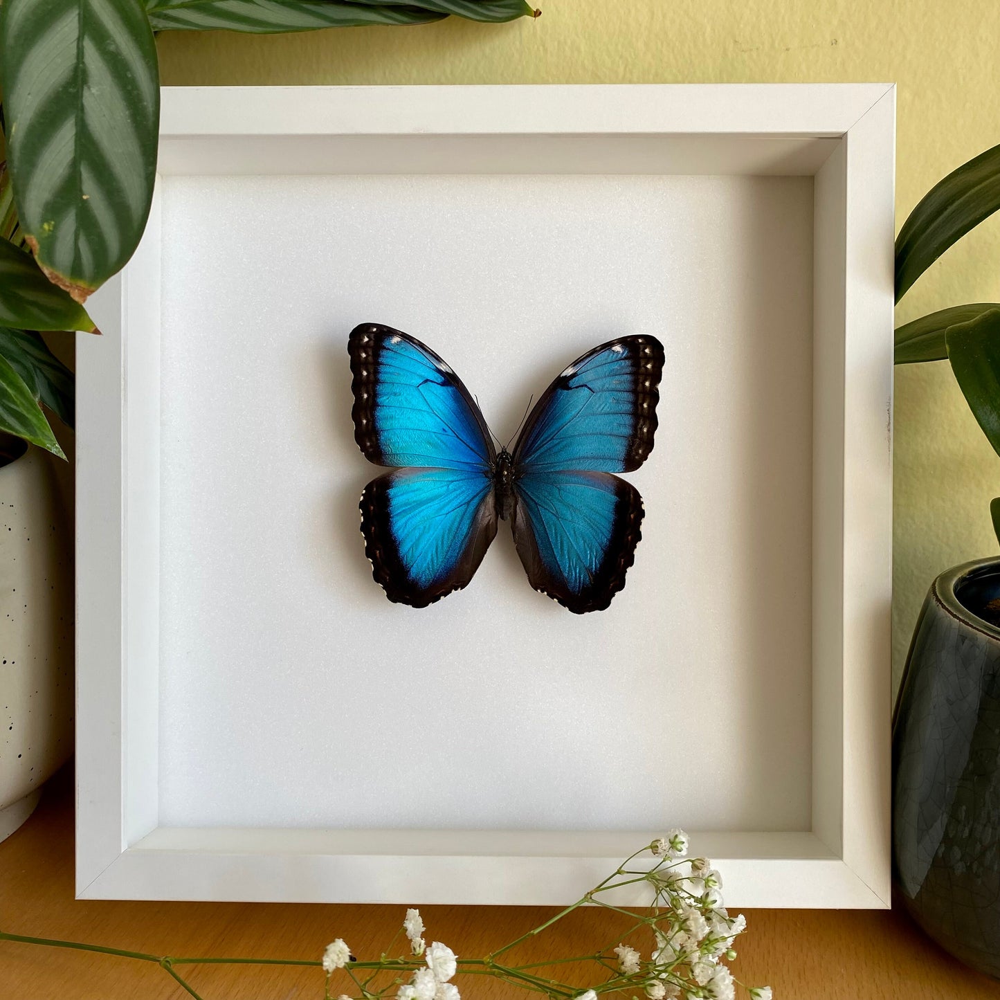 Morpho bleu dans un cadre