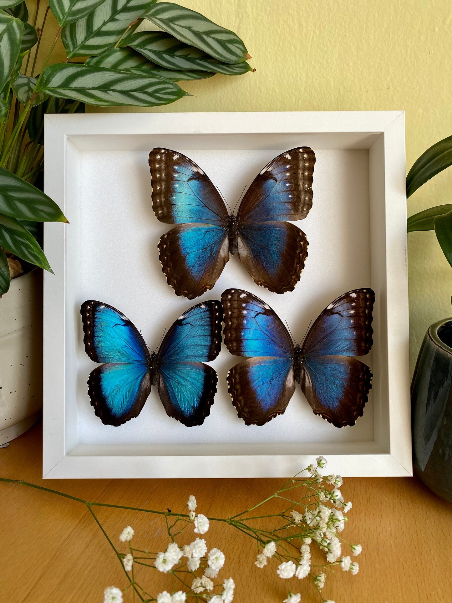 Morpho bleu dans un cadre