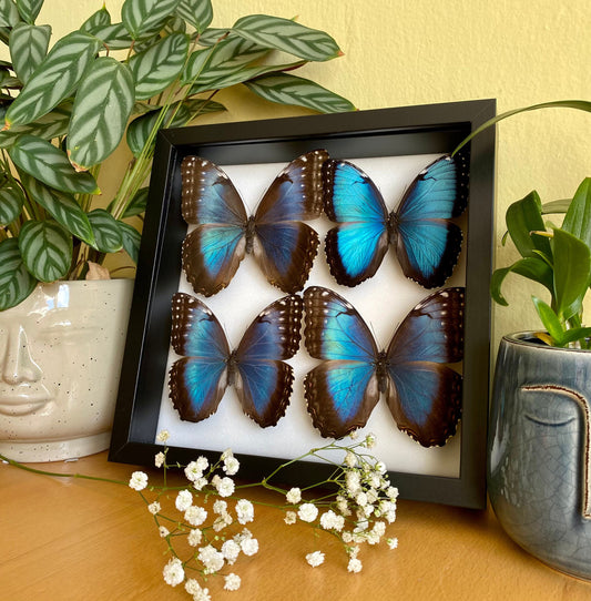 Morpho bleu dans un cadre