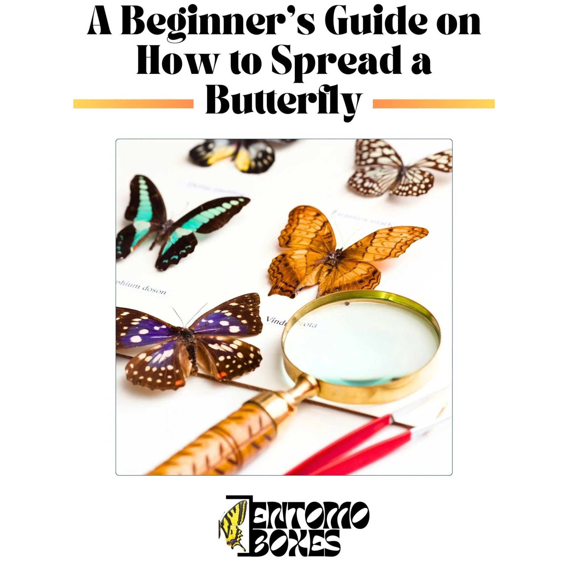 butterfly collection starting kit