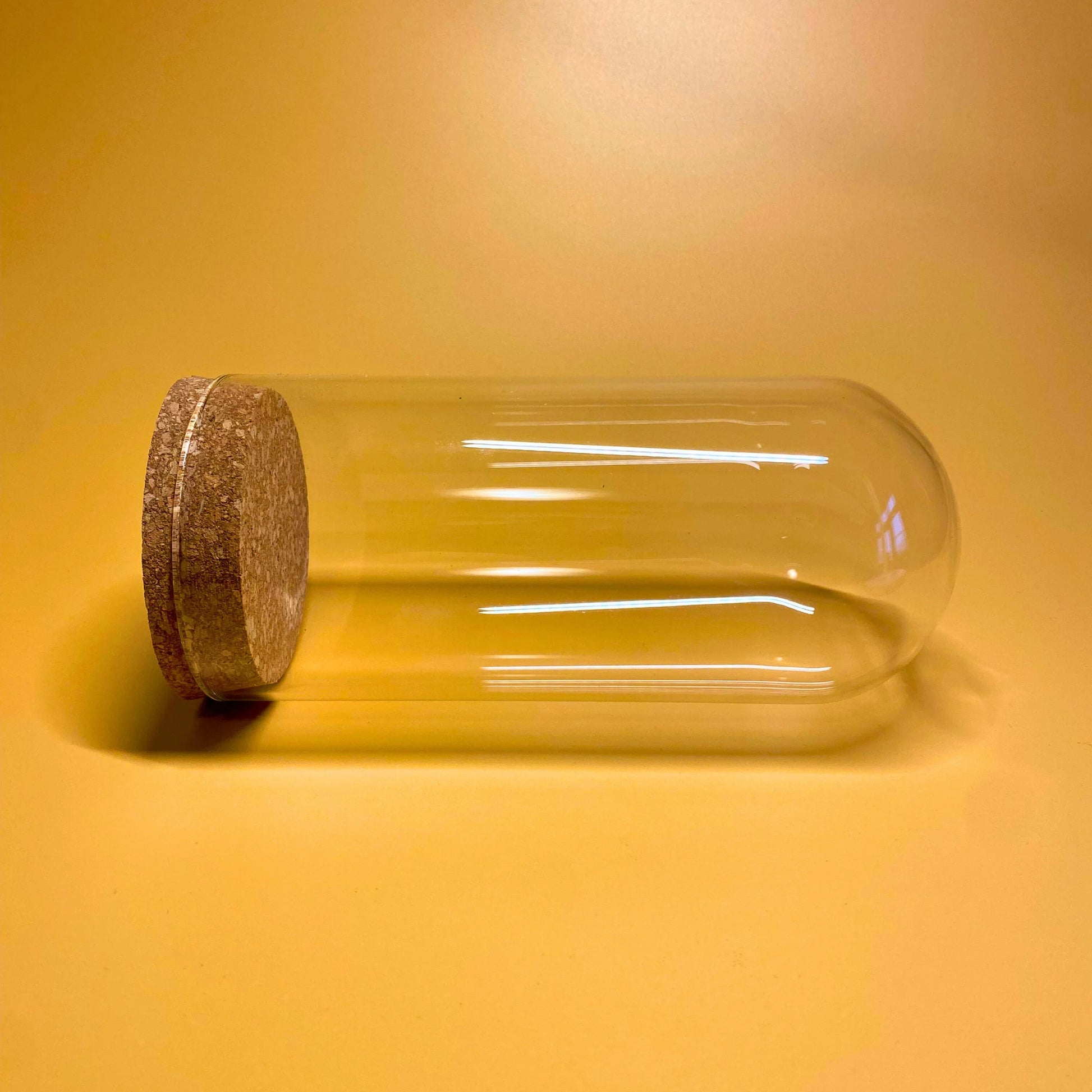 butterfly glass display dome