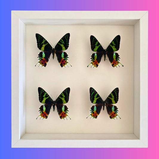 Madagascar Sunset Moths in Frame