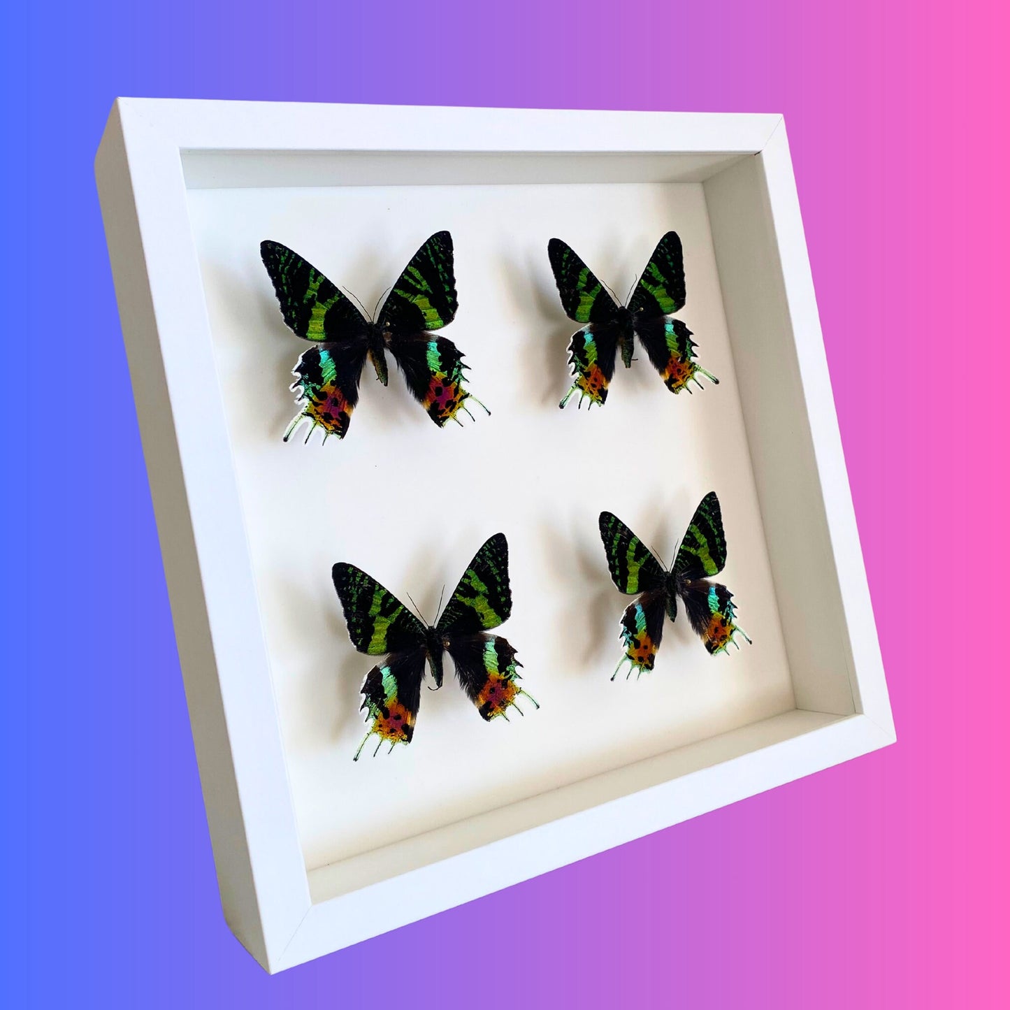 Madagascar Sunset Moths in Frame