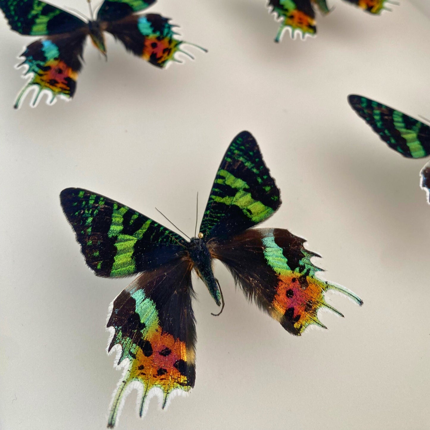 Madagascar Sunset Moths in Frame