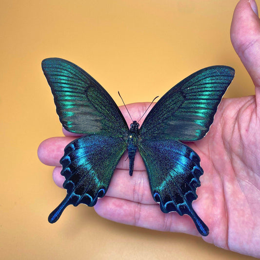 Le Machaon noir des Alpes épinglé