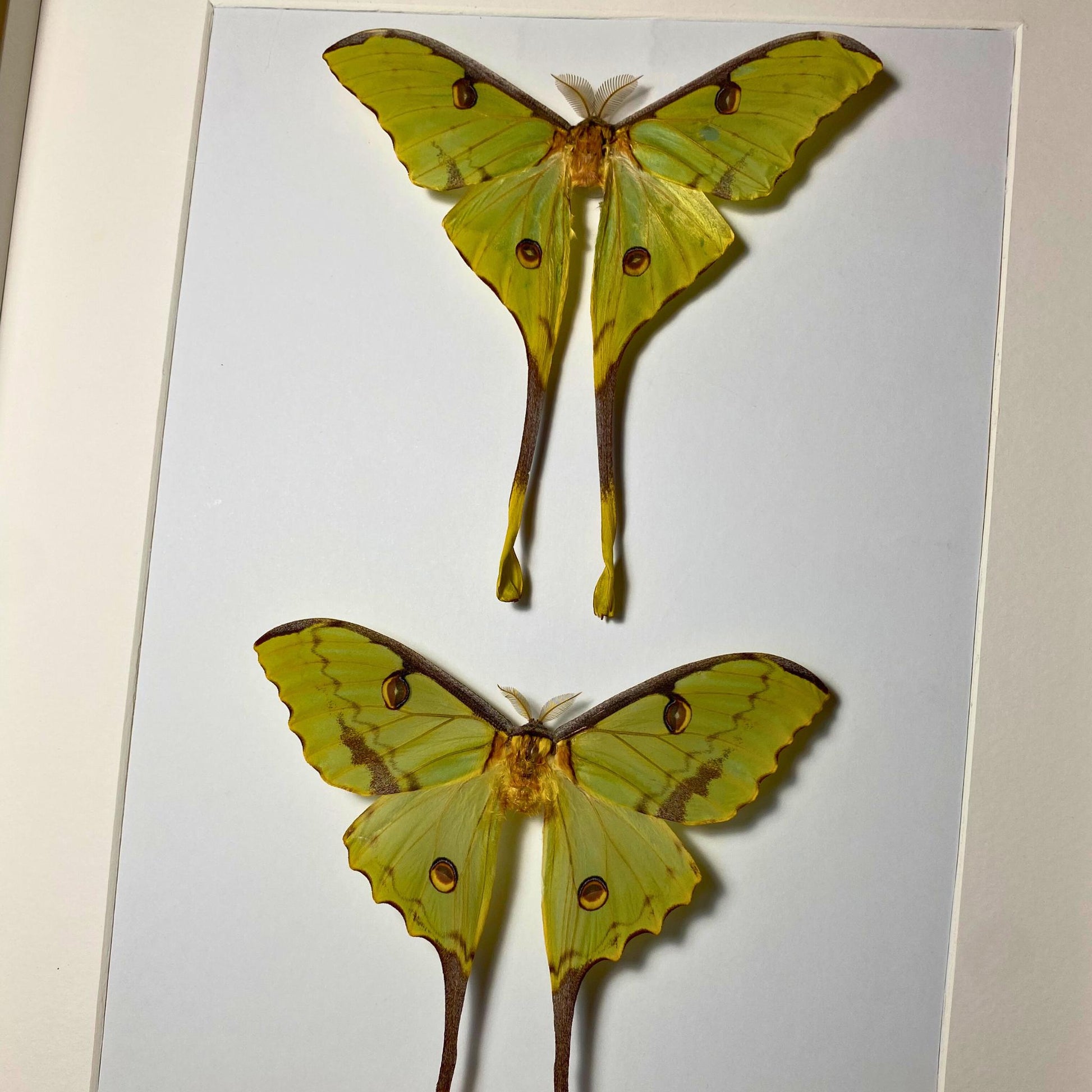 argema mimosae in frame