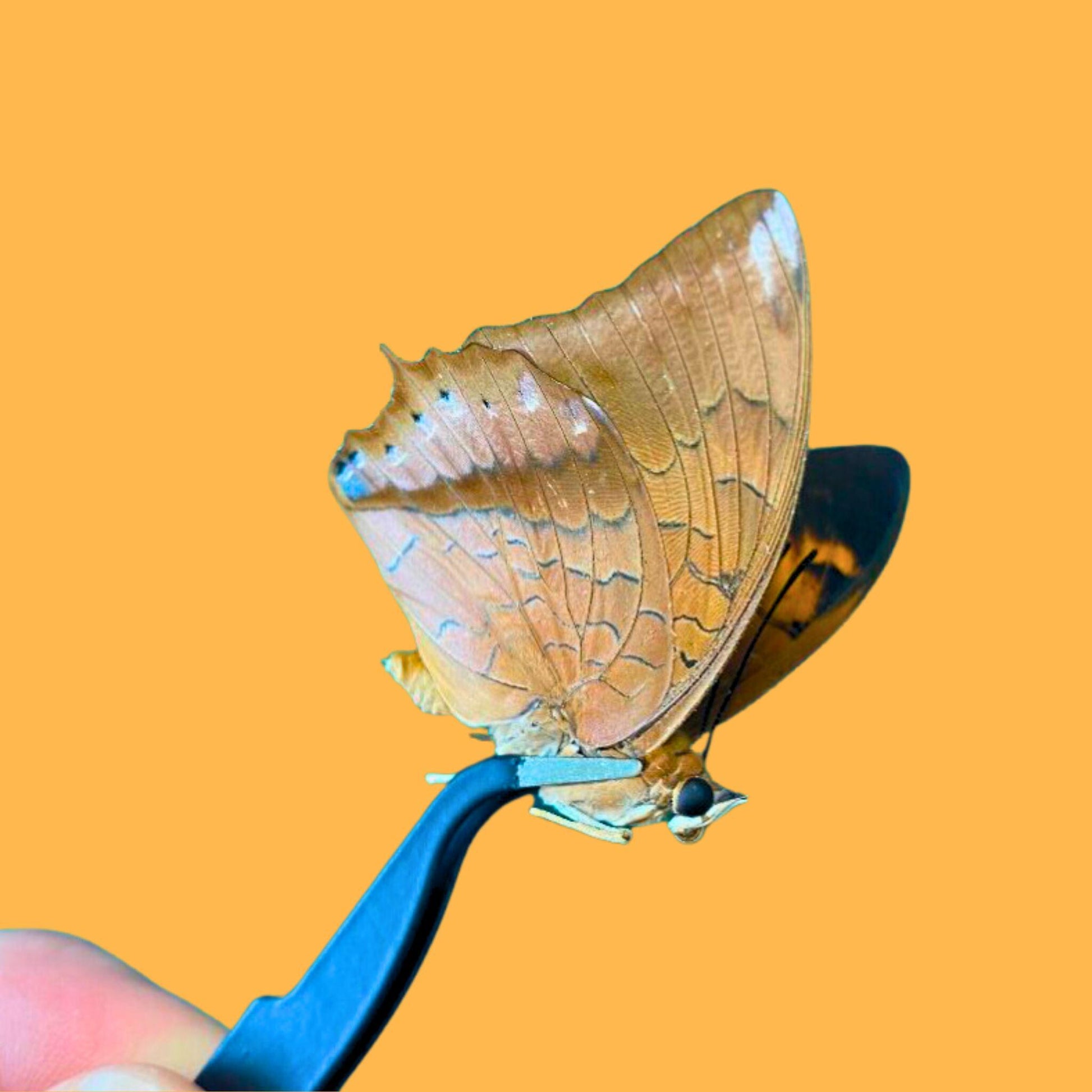 tweezers for insects