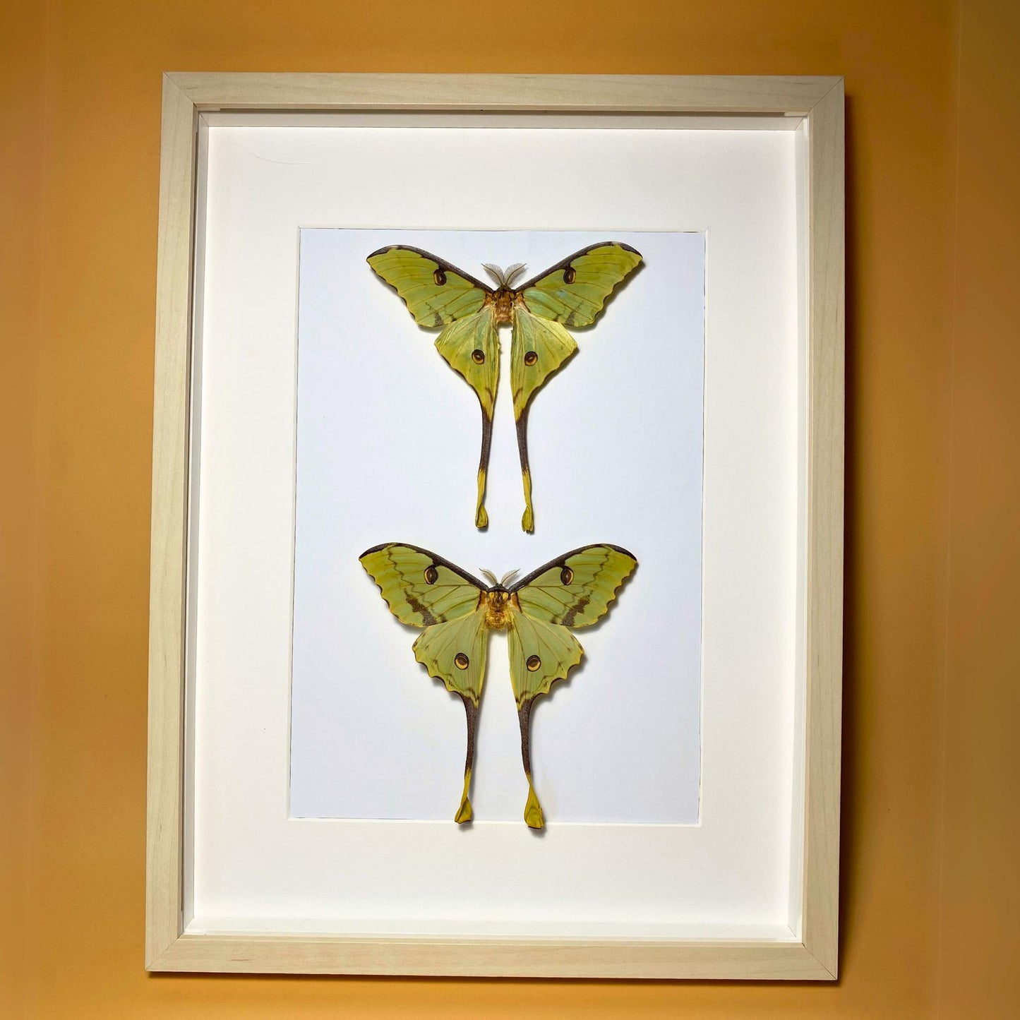argema mimosae in frame