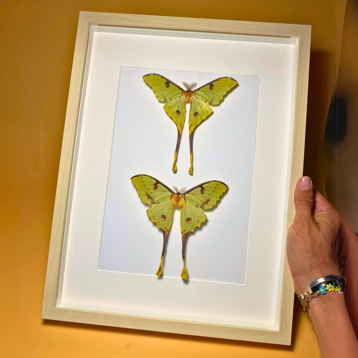 argema mimosae in frame