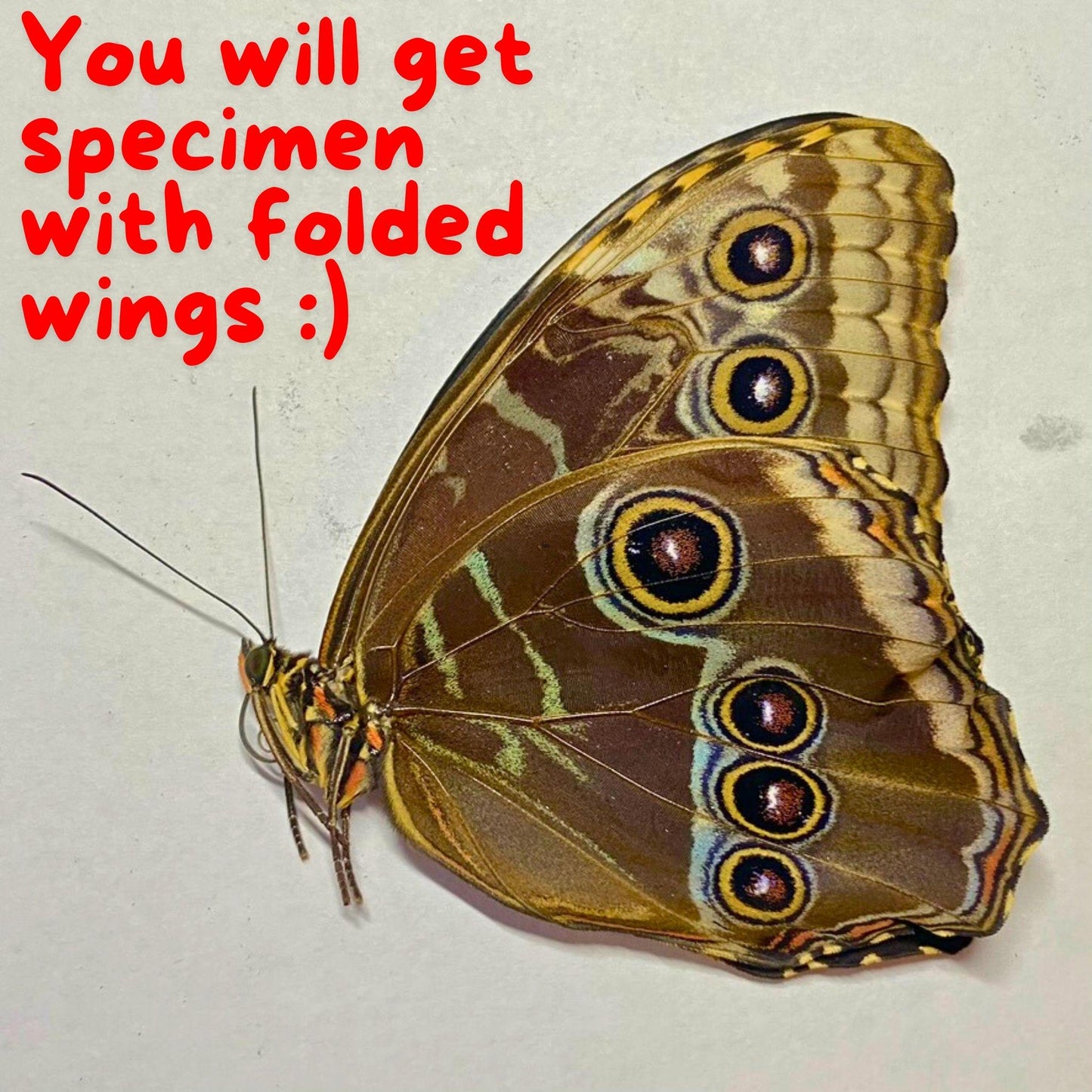 Le Morpho bleu