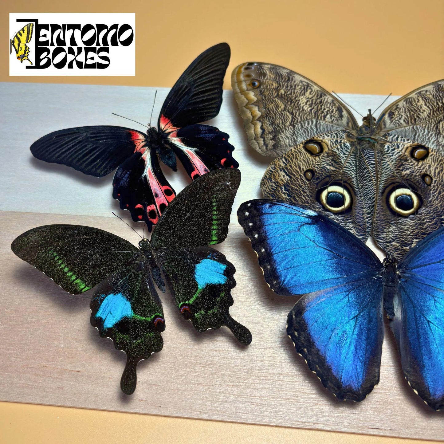 MÉLANGE PREMIUM de papillons tropicaux