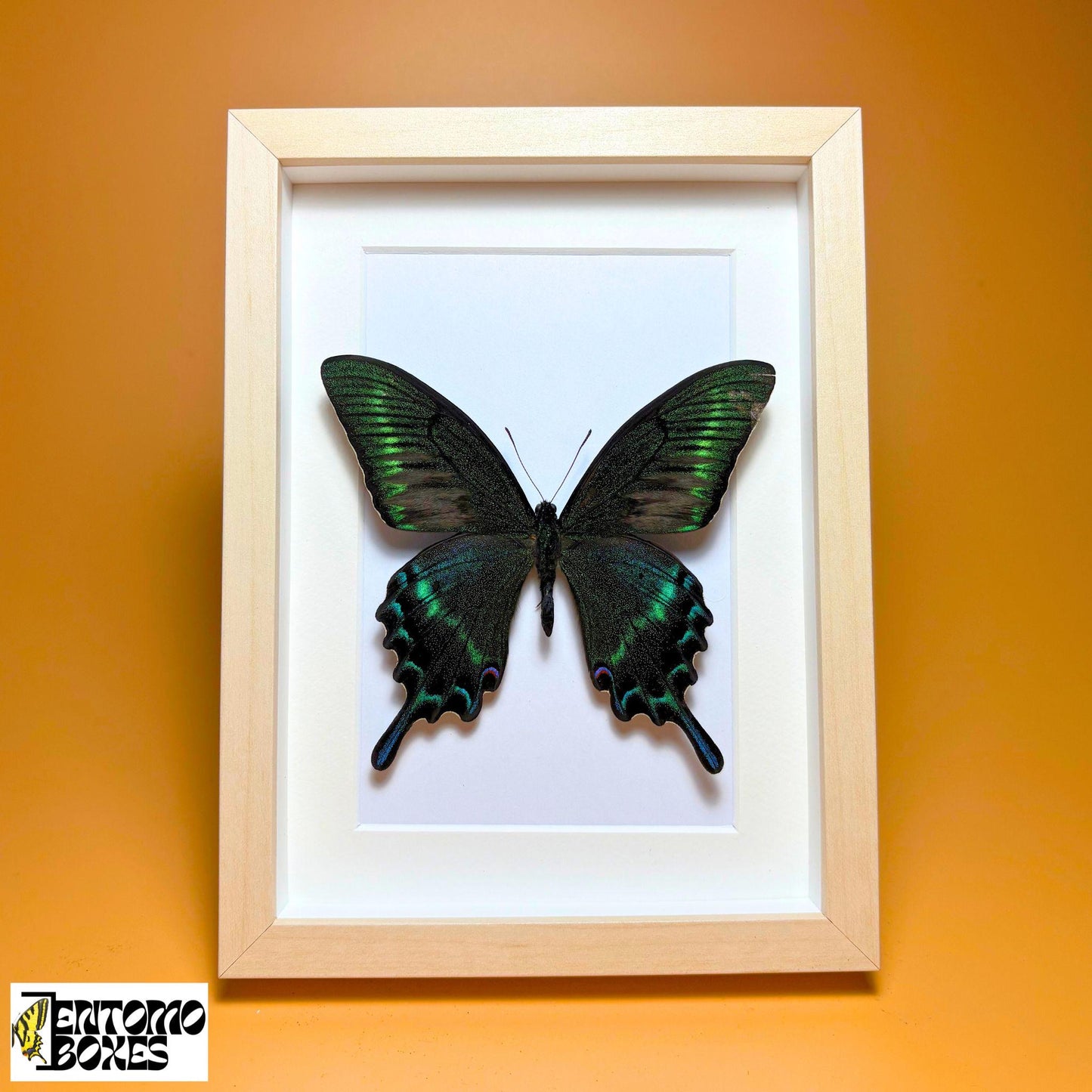 Boîte d'ombre pour insectes