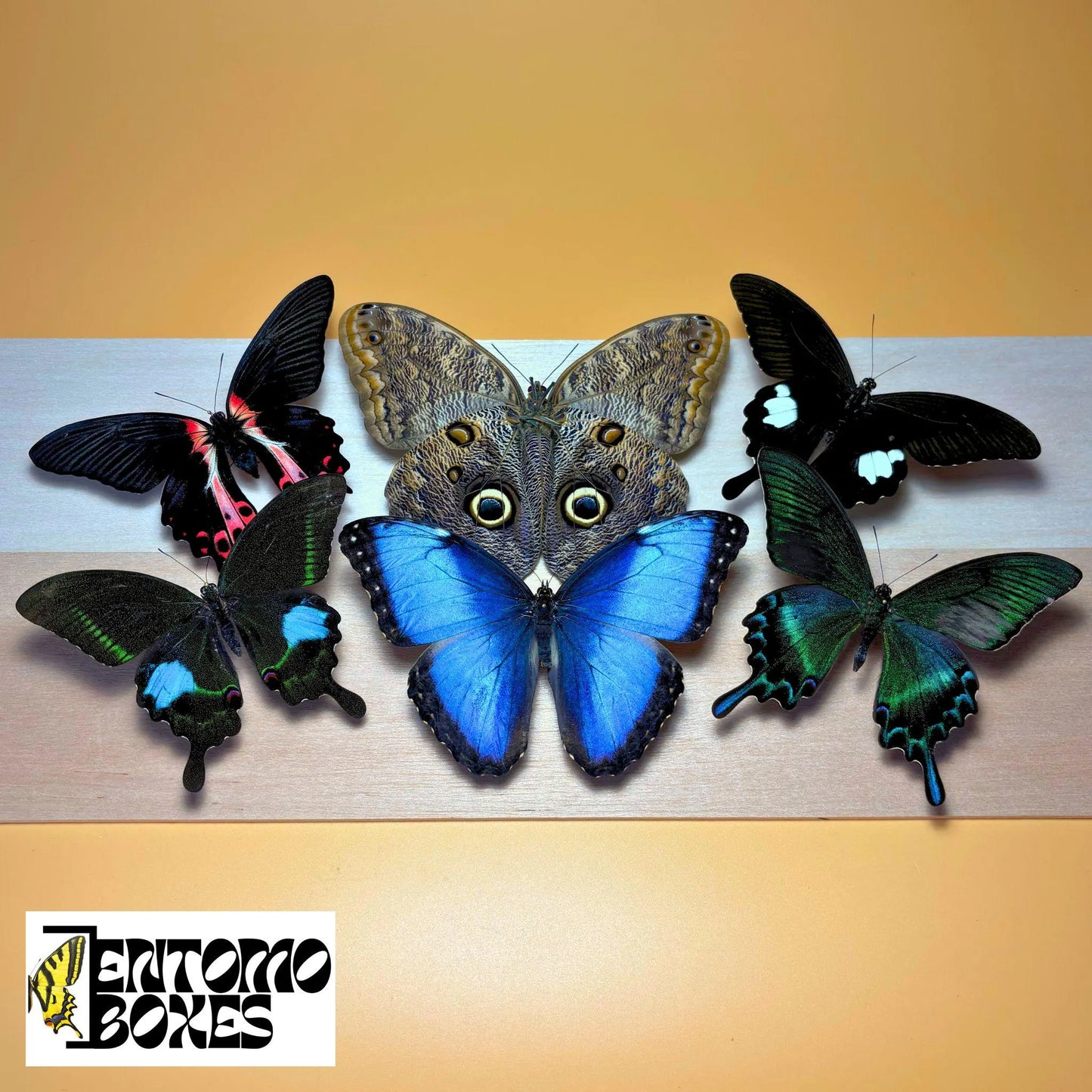 MÉLANGE PREMIUM de papillons tropicaux