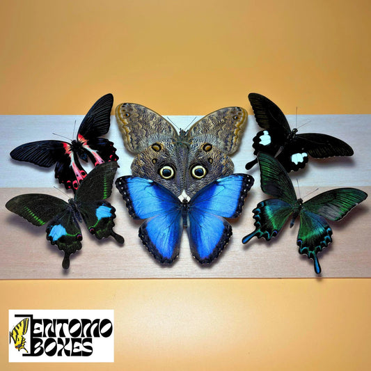 MÉLANGE PREMIUM de papillons tropicaux