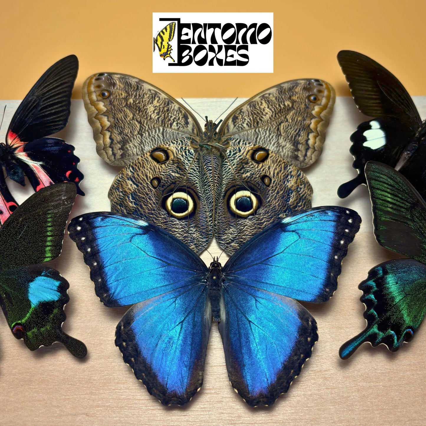MÉLANGE PREMIUM de papillons tropicaux