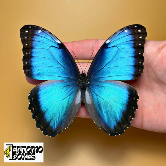 Papillon Morpho bleu épinglé