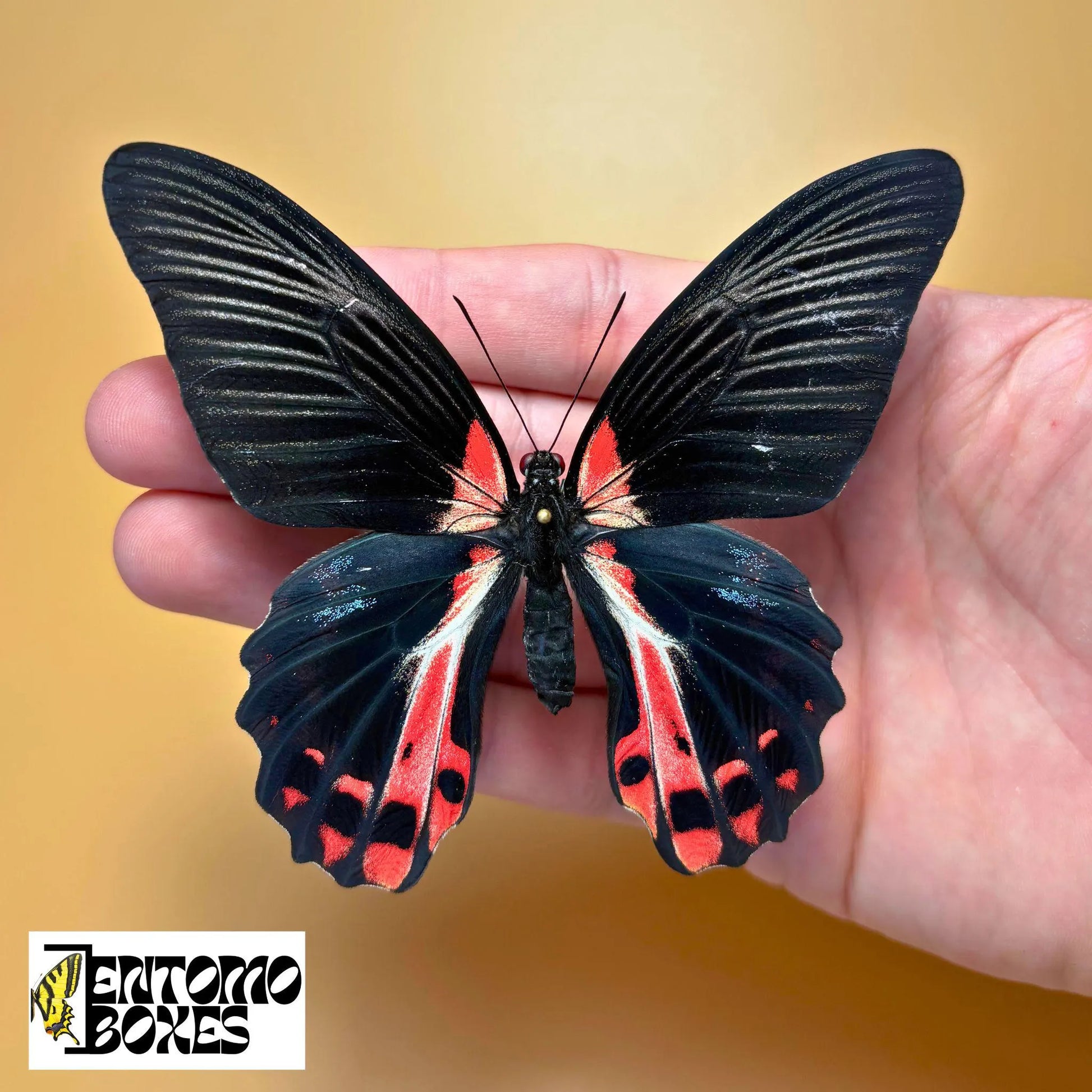 papilio rumanzovia for sale