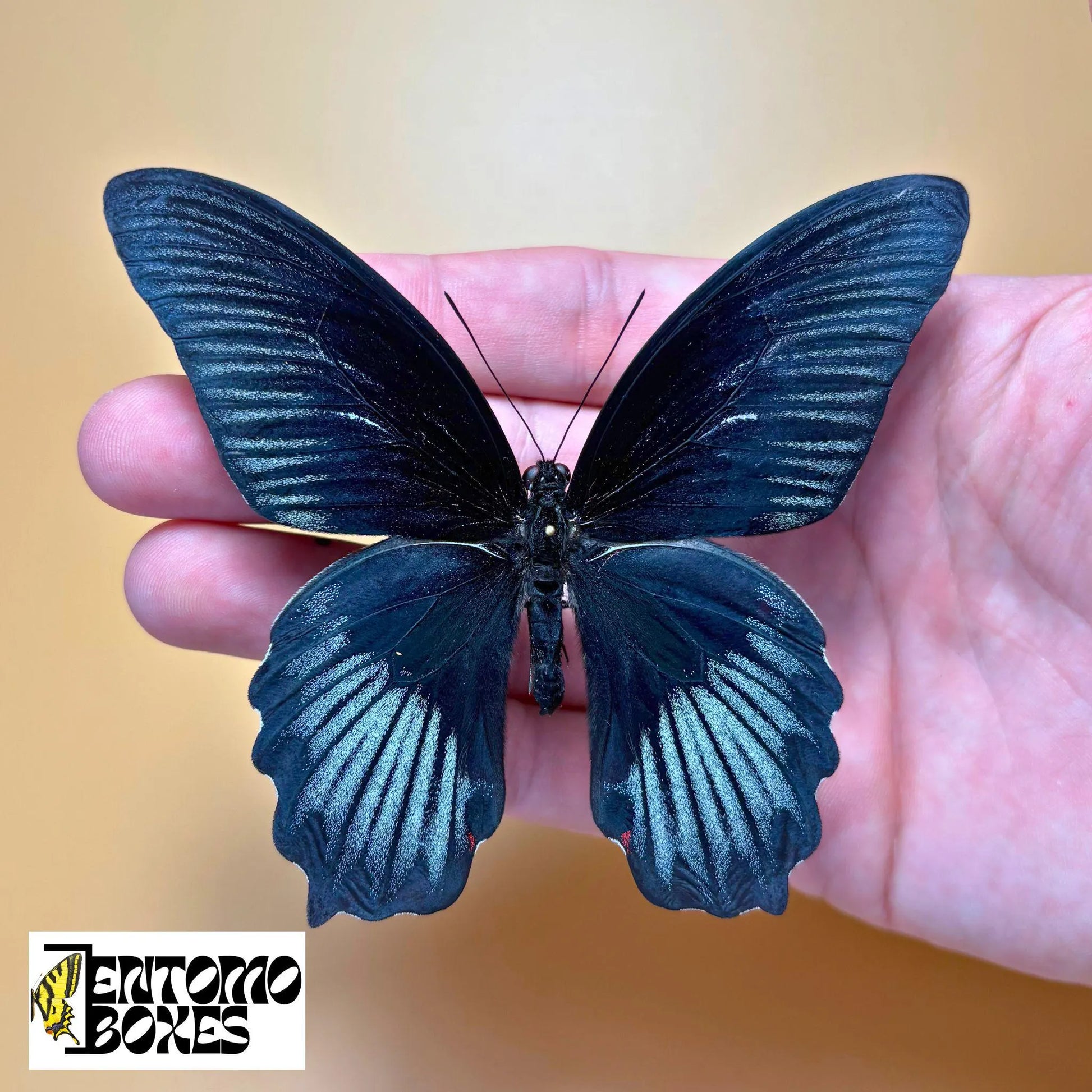 papilio rumanzovia for sale