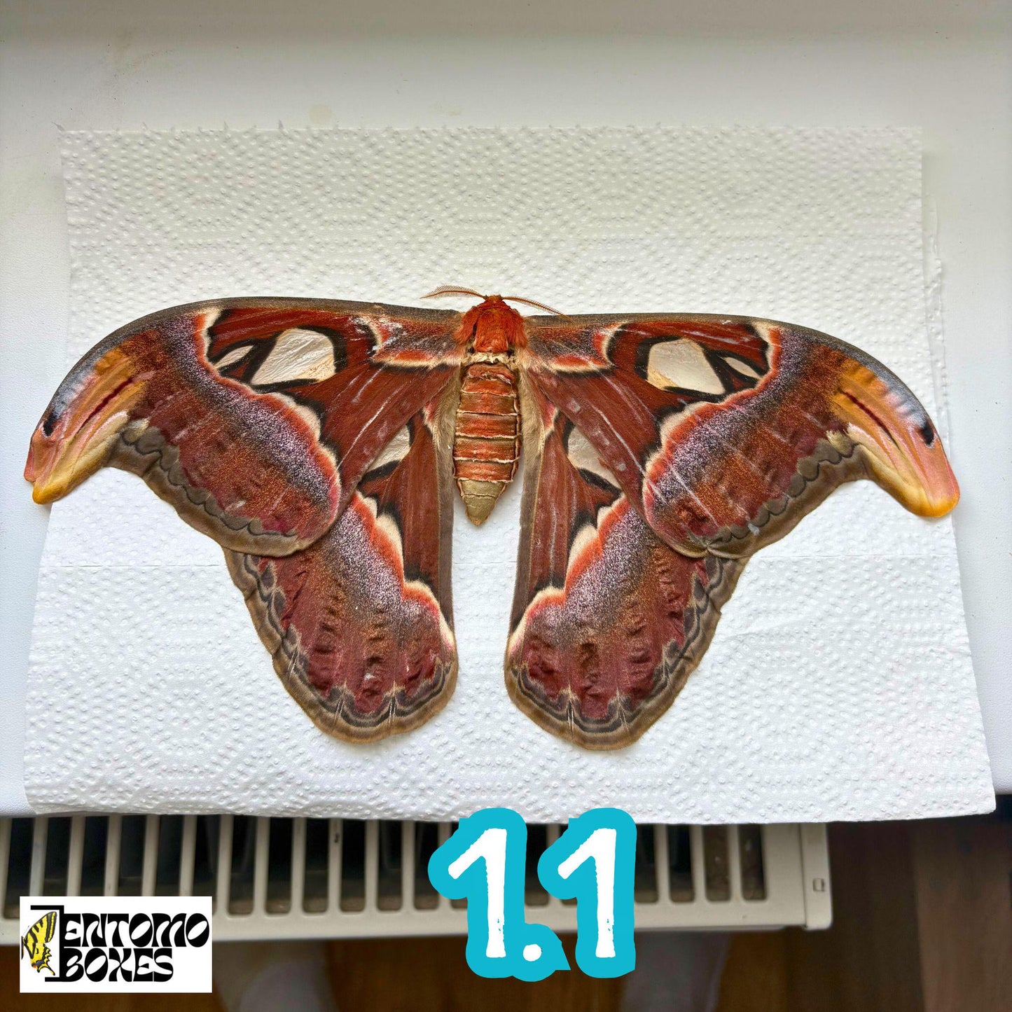 Papillons de nuit géants de l'Atlas