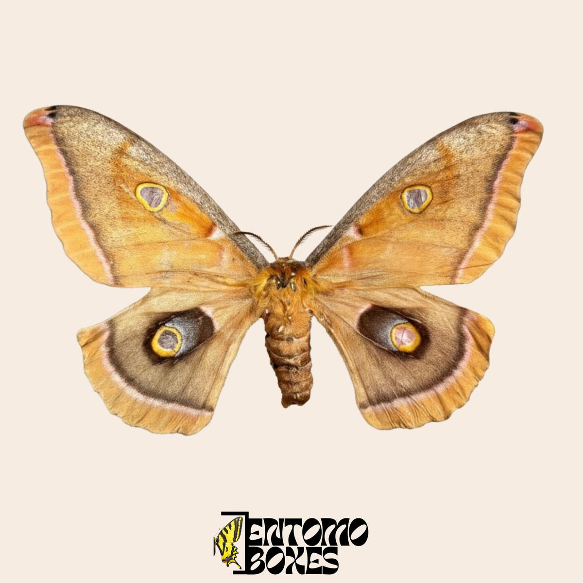 Antheraea polyphemus papillon de nuit étalé