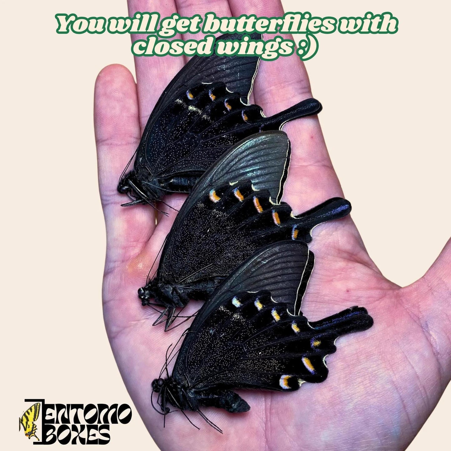 9 X Papilio maackii real tropical swallowtail butterflies with closed wings taxidermy collection entomology __etsy:7955394202