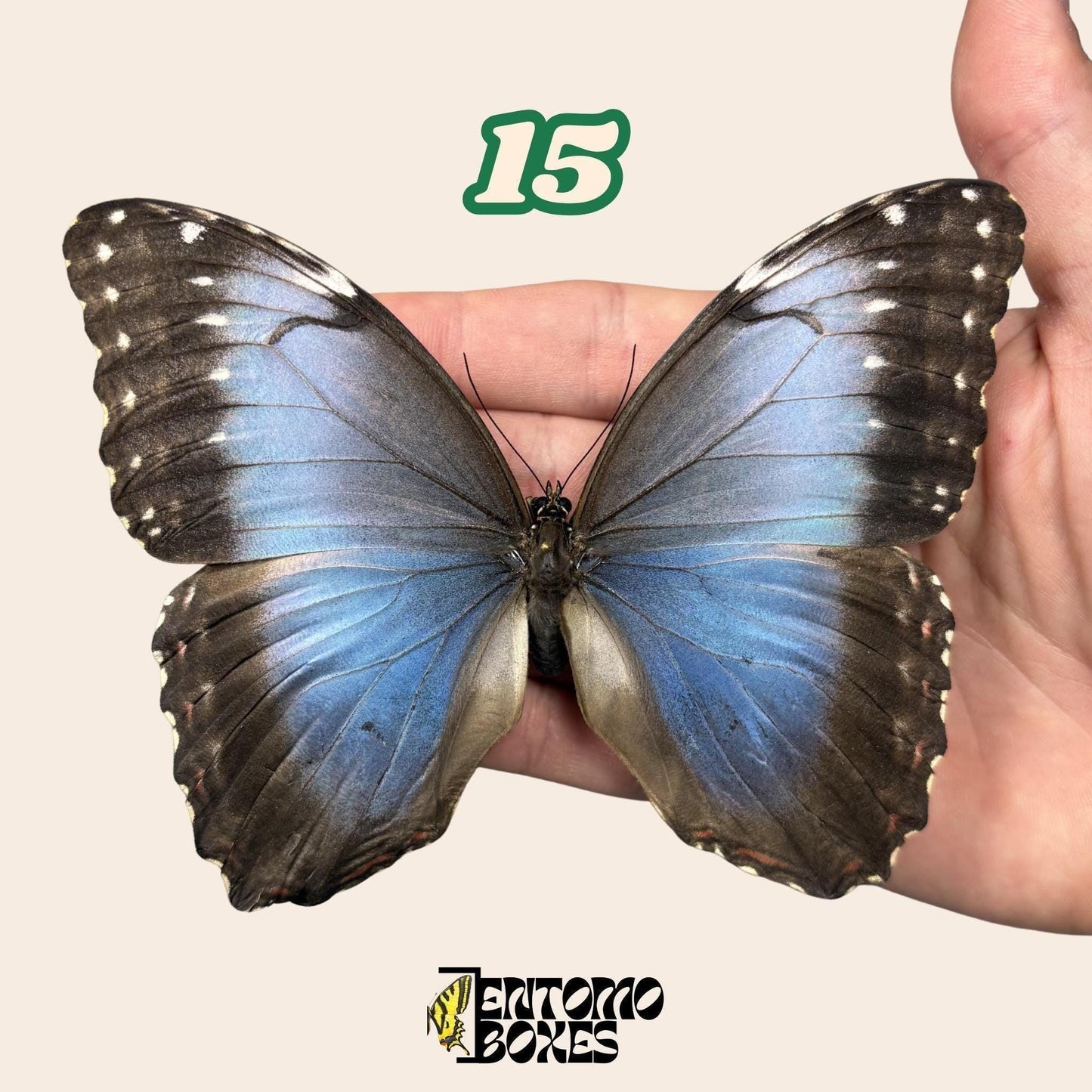B-qualité bleu Morpho papillon No.15 tenu en main montrant l'imperfection alaire, Pick-Your-Own provenance durable